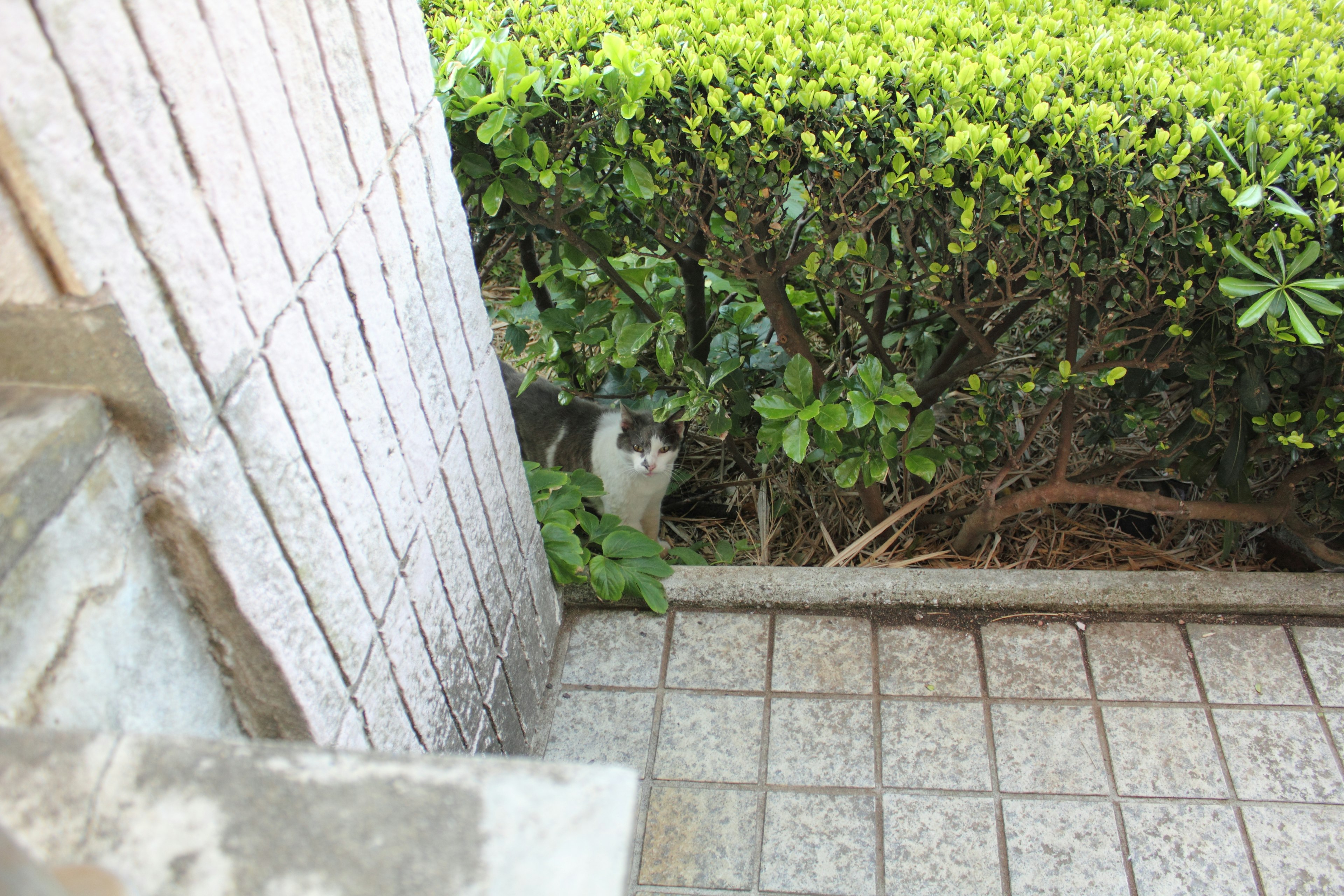 Green shrubs beside a concrete floor near a staircase