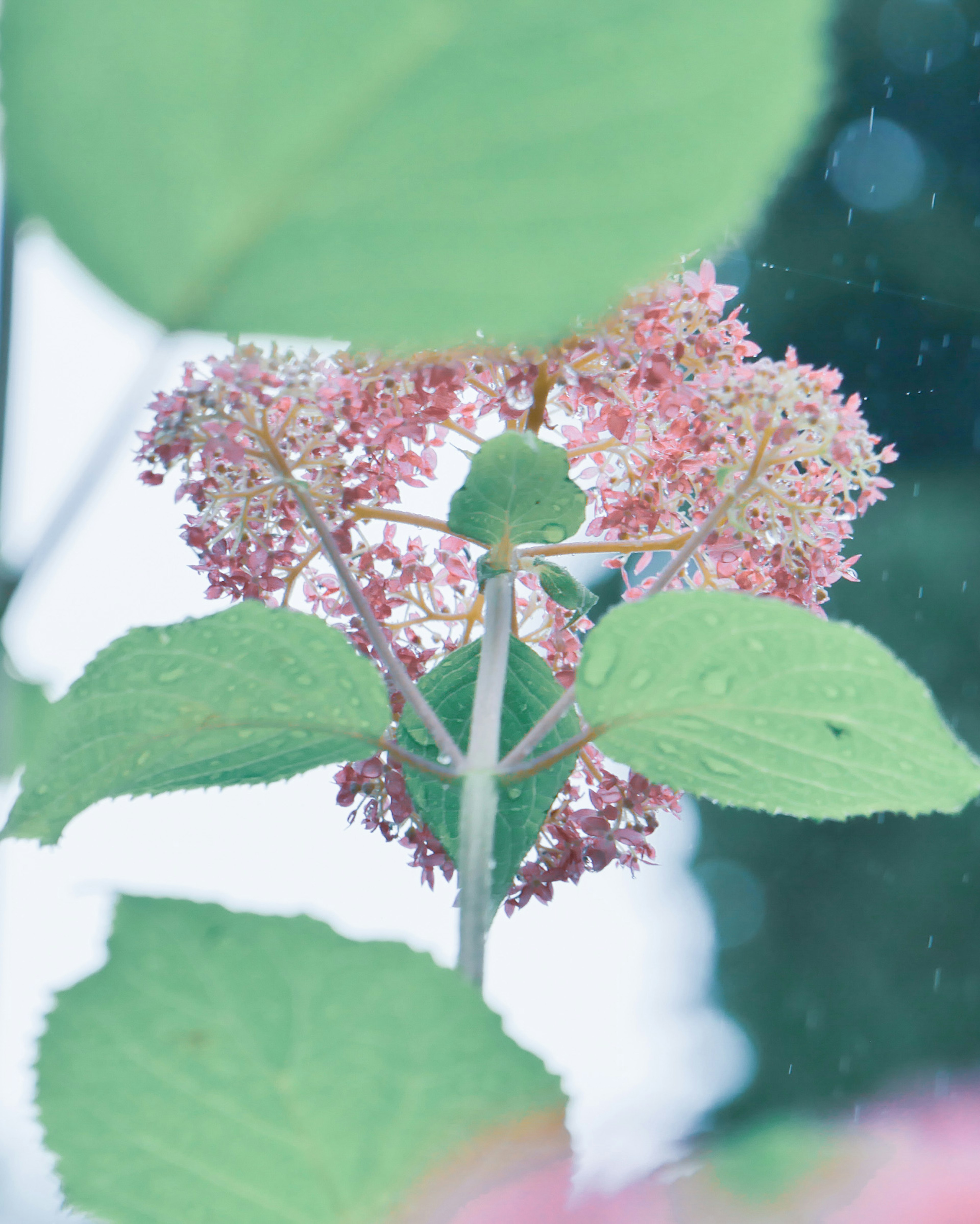 薄いピンクの花と緑の葉がある植物のクローズアップ