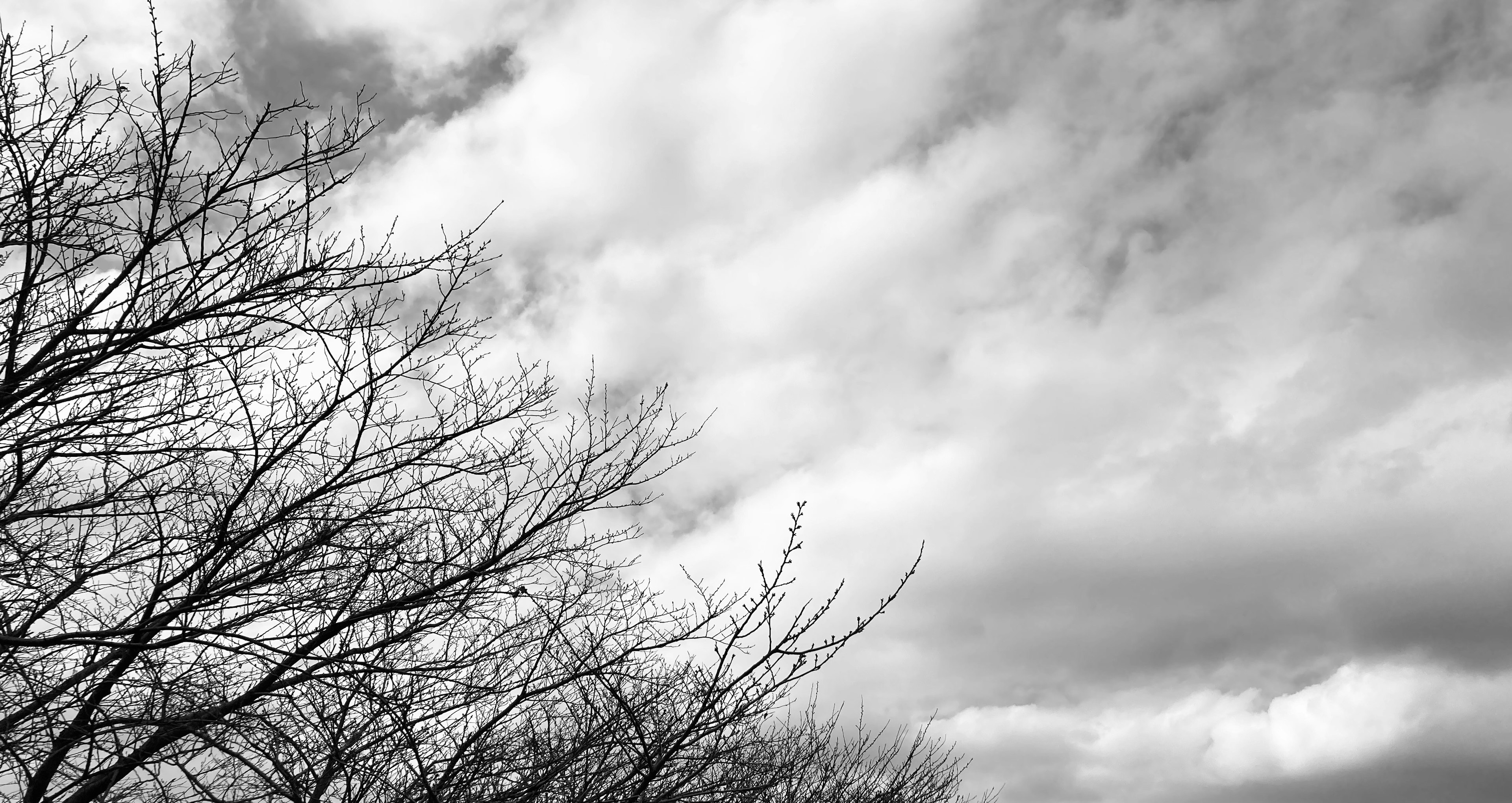 白黒の空と木の枝が見える風景