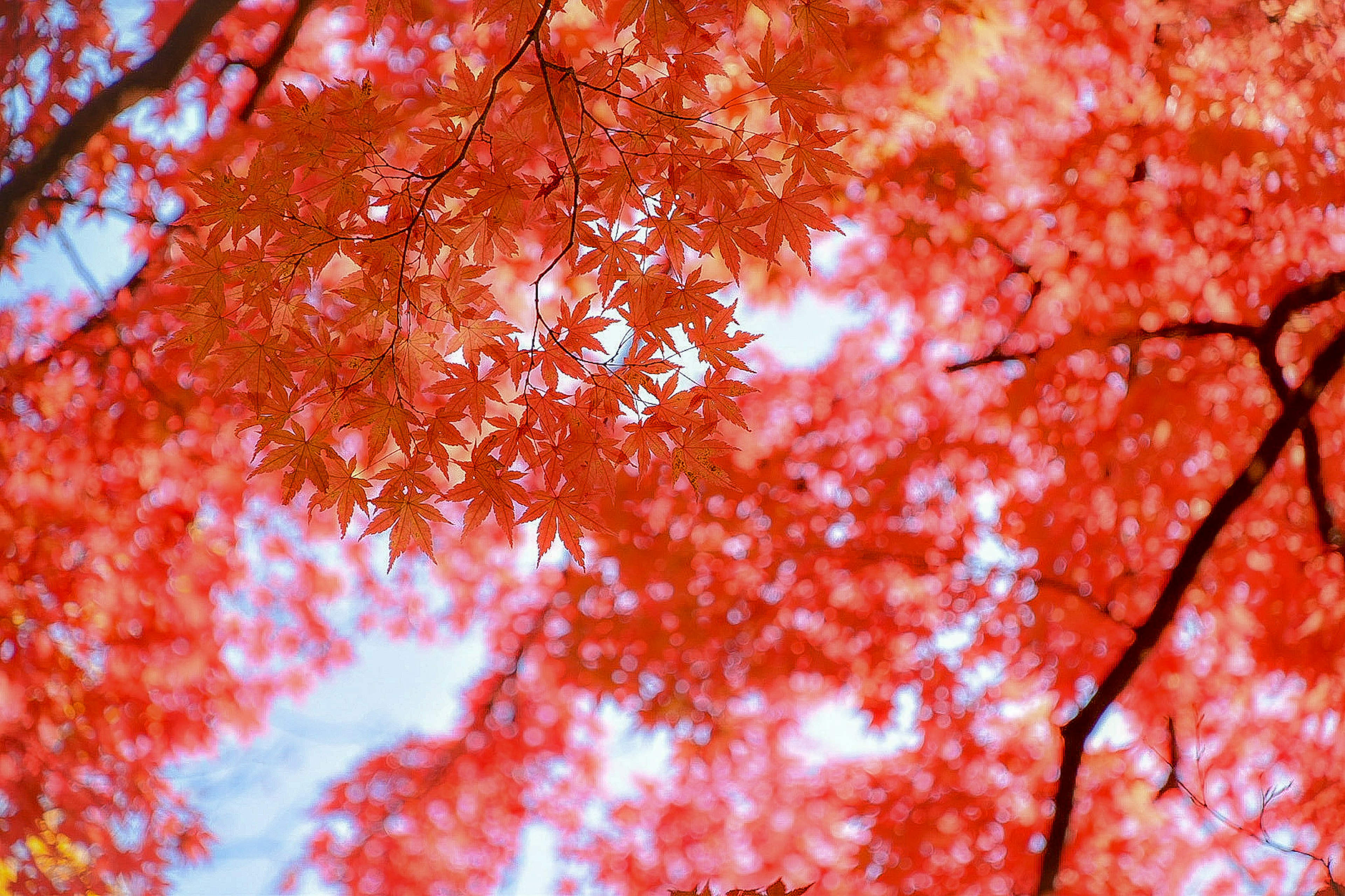 Feuilles d'érable rouges vives contre un ciel bleu dans une scène d'automne