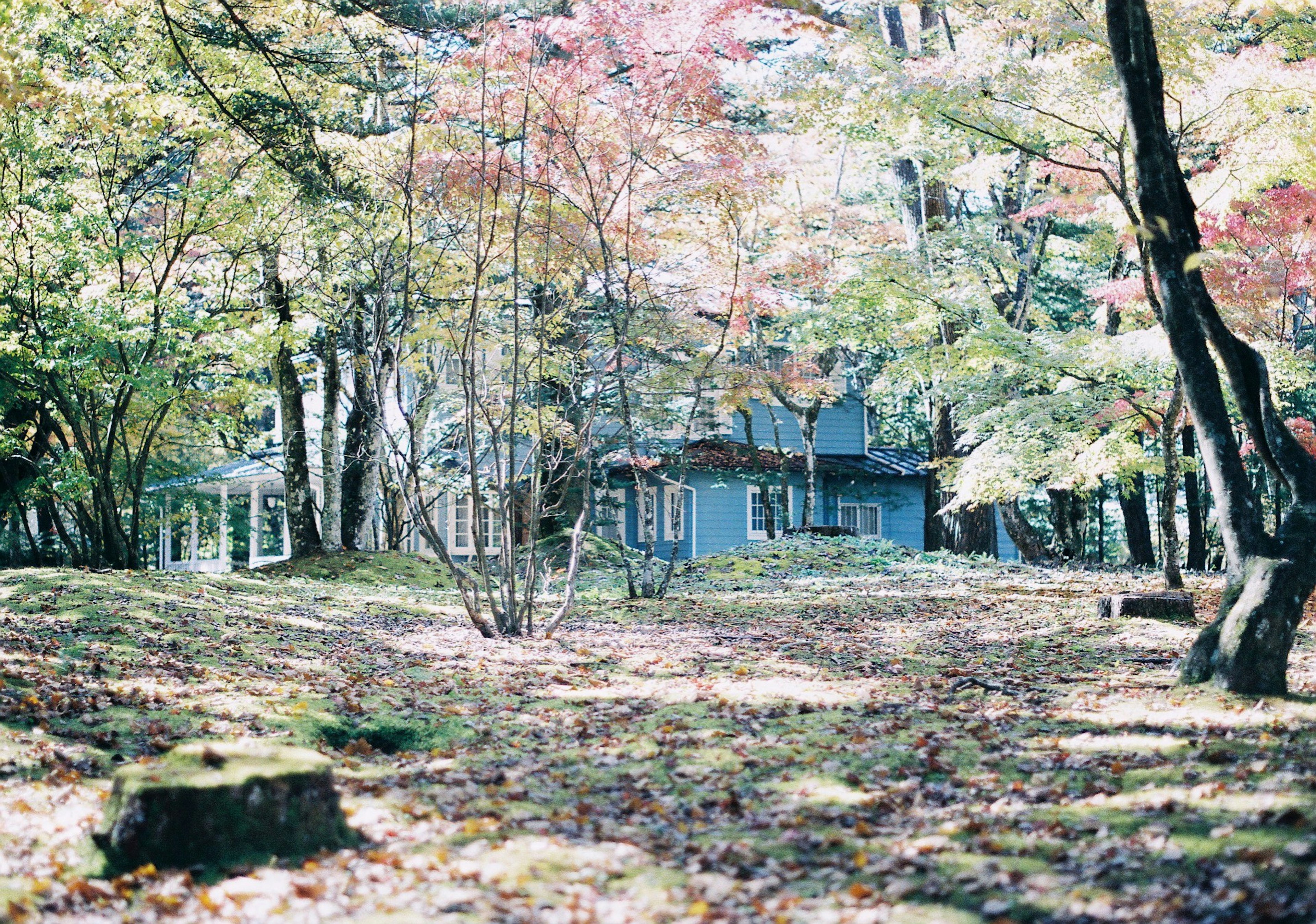 青い家と色づいた木々がある静かな森の風景