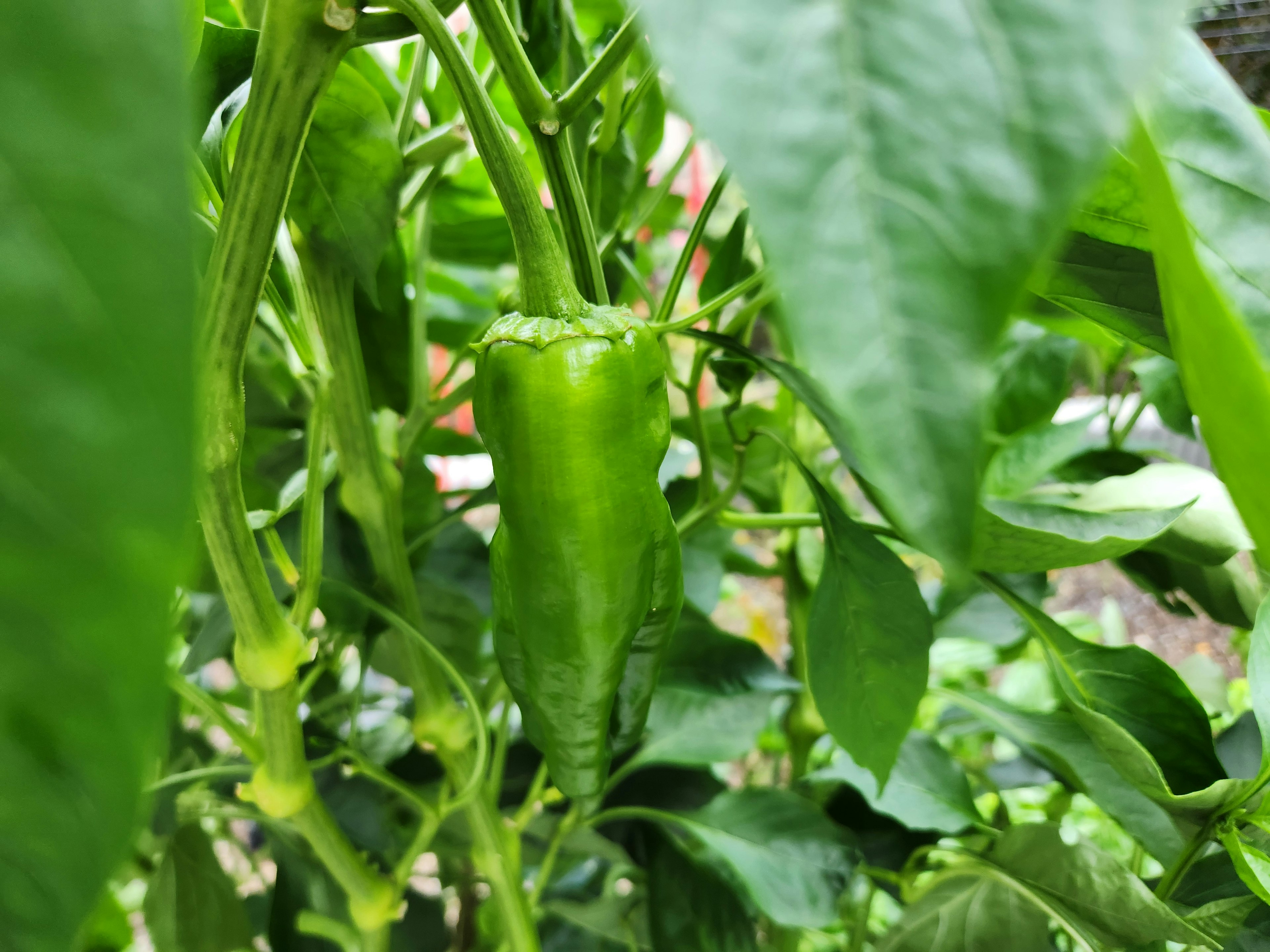 Grüne Chilischote, die zwischen üppigem grünem Laub wächst