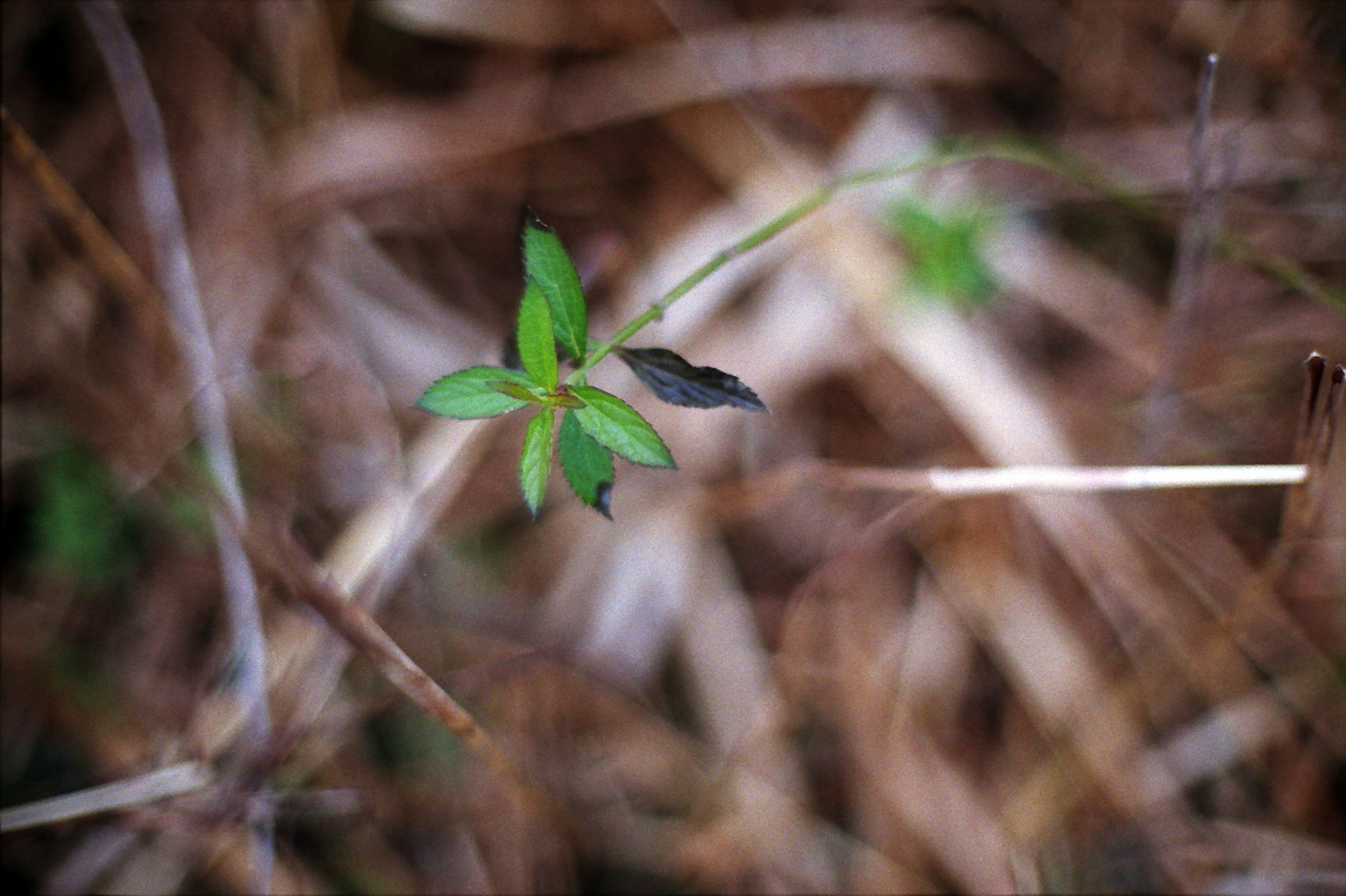 Photo en gros plan d'une plante verte avec des feuilles sur un fond d'herbe sèche