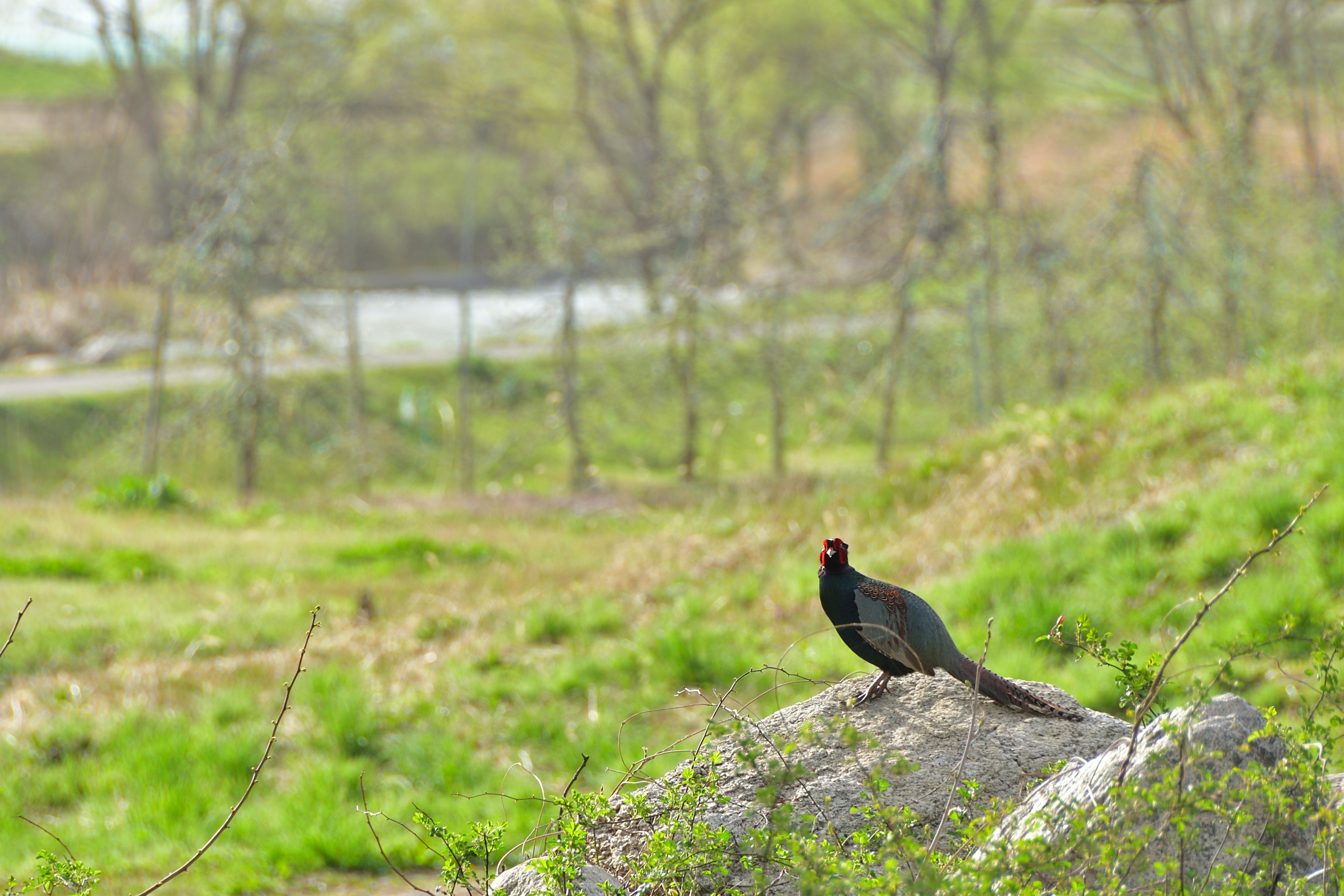 A black bird standing on a rock in a green meadow