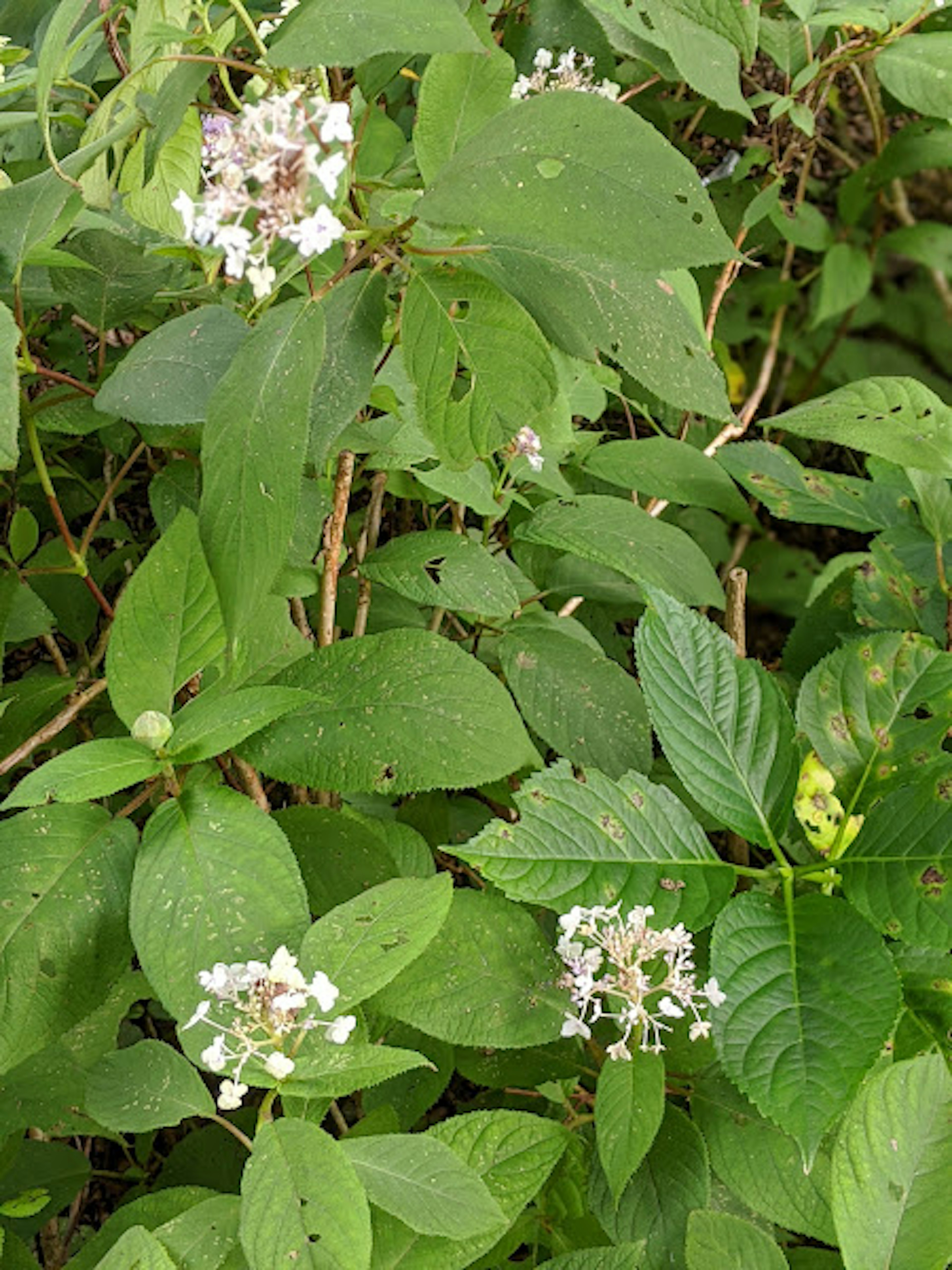 Primer plano de una planta con hojas verdes y flores blancas