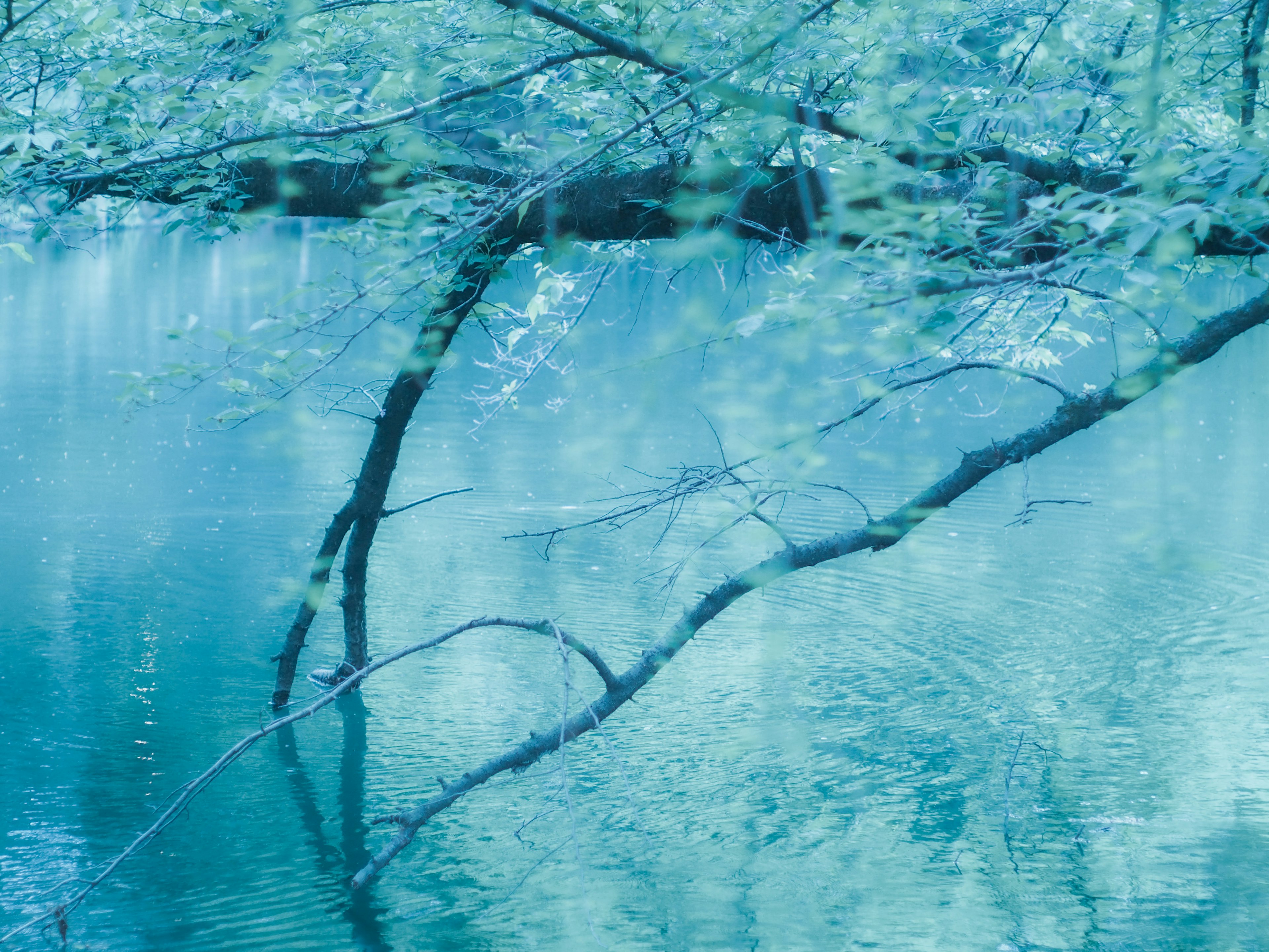 Branches et feuilles réfléchies sur une surface d'eau bleue