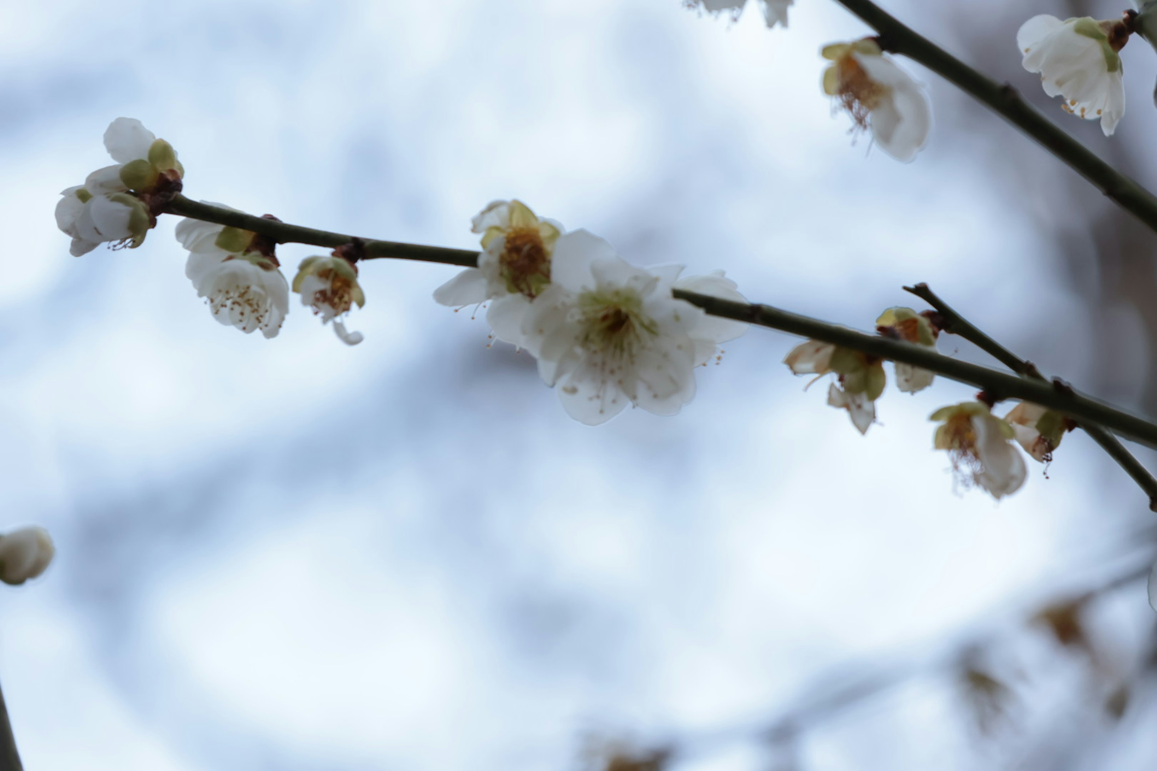 Branche avec des fleurs blanches sur un fond bleu doux