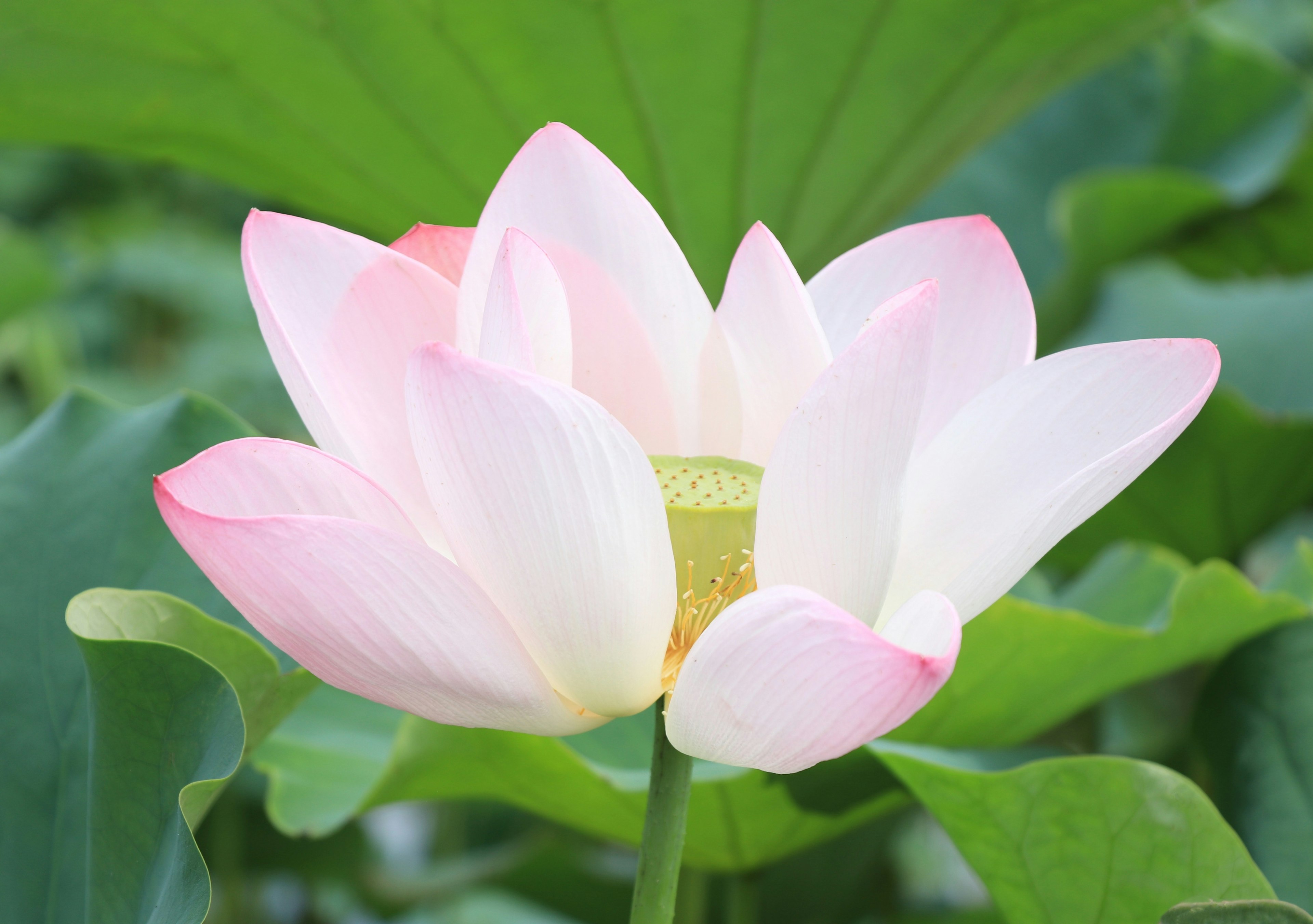 Eine schöne Lotusblume, die zwischen grünen Blättern blüht