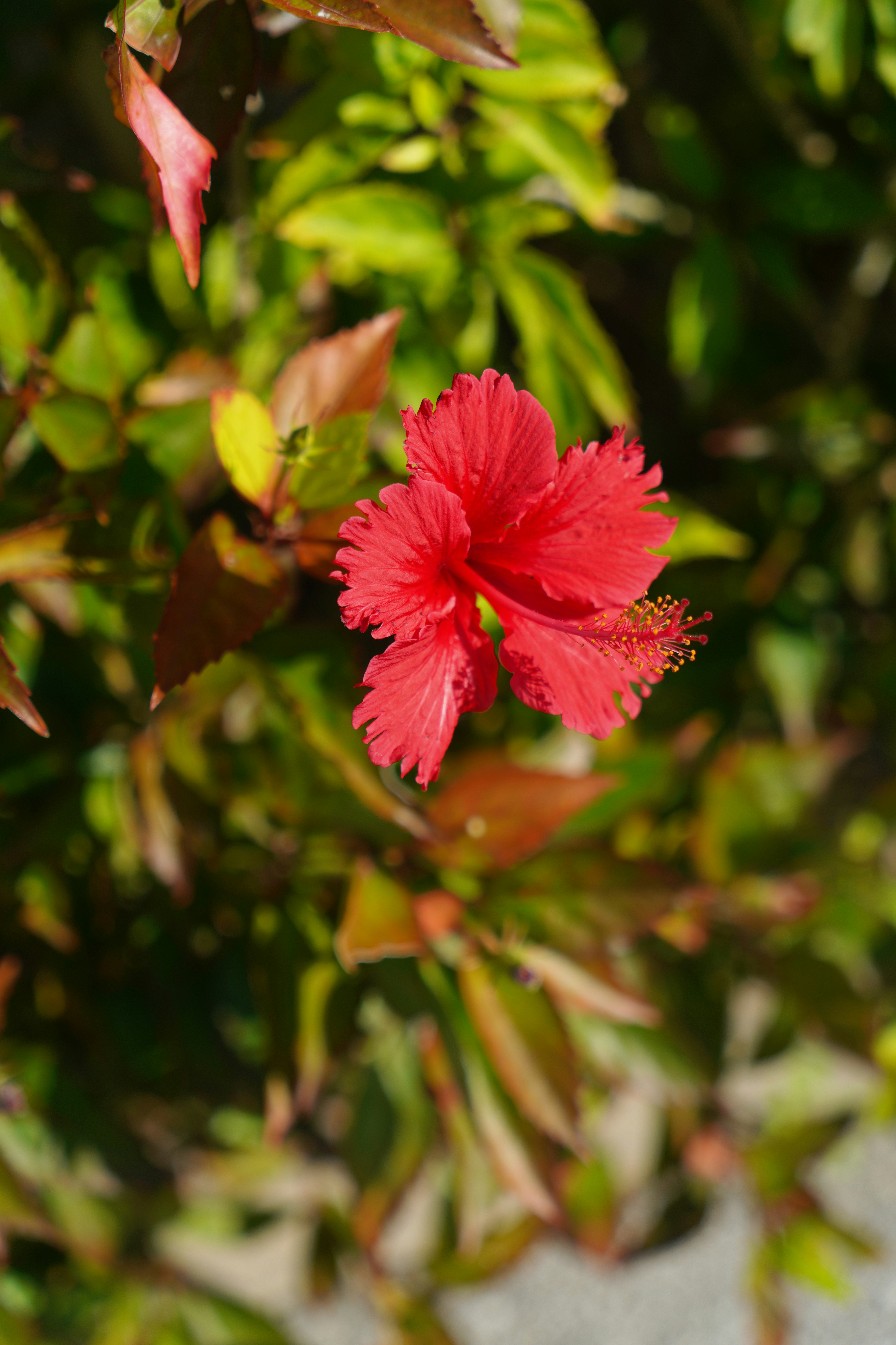 Vibrant red flower with green leaves background