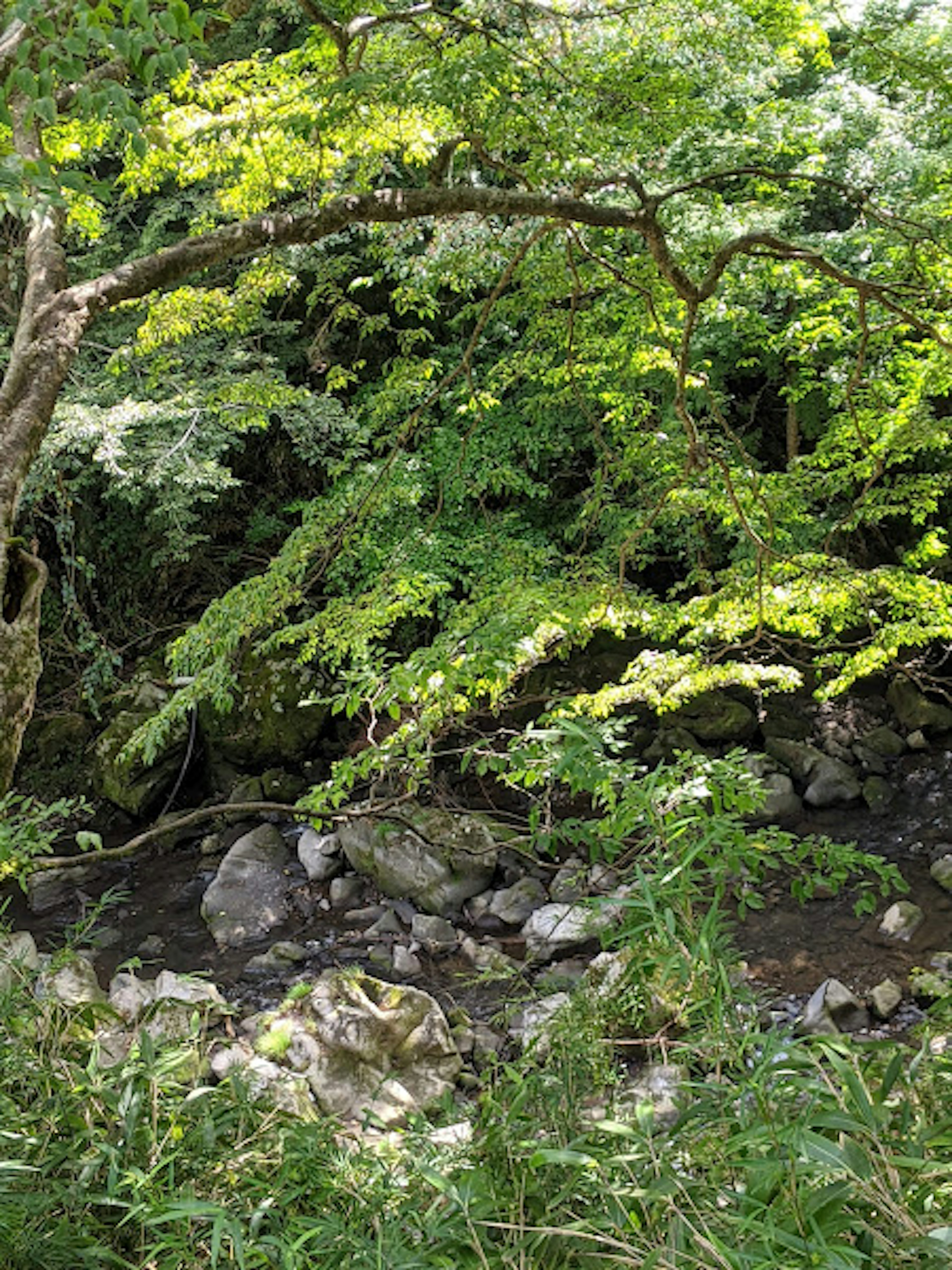 緑豊かな木々が生い茂る川の流れの景色