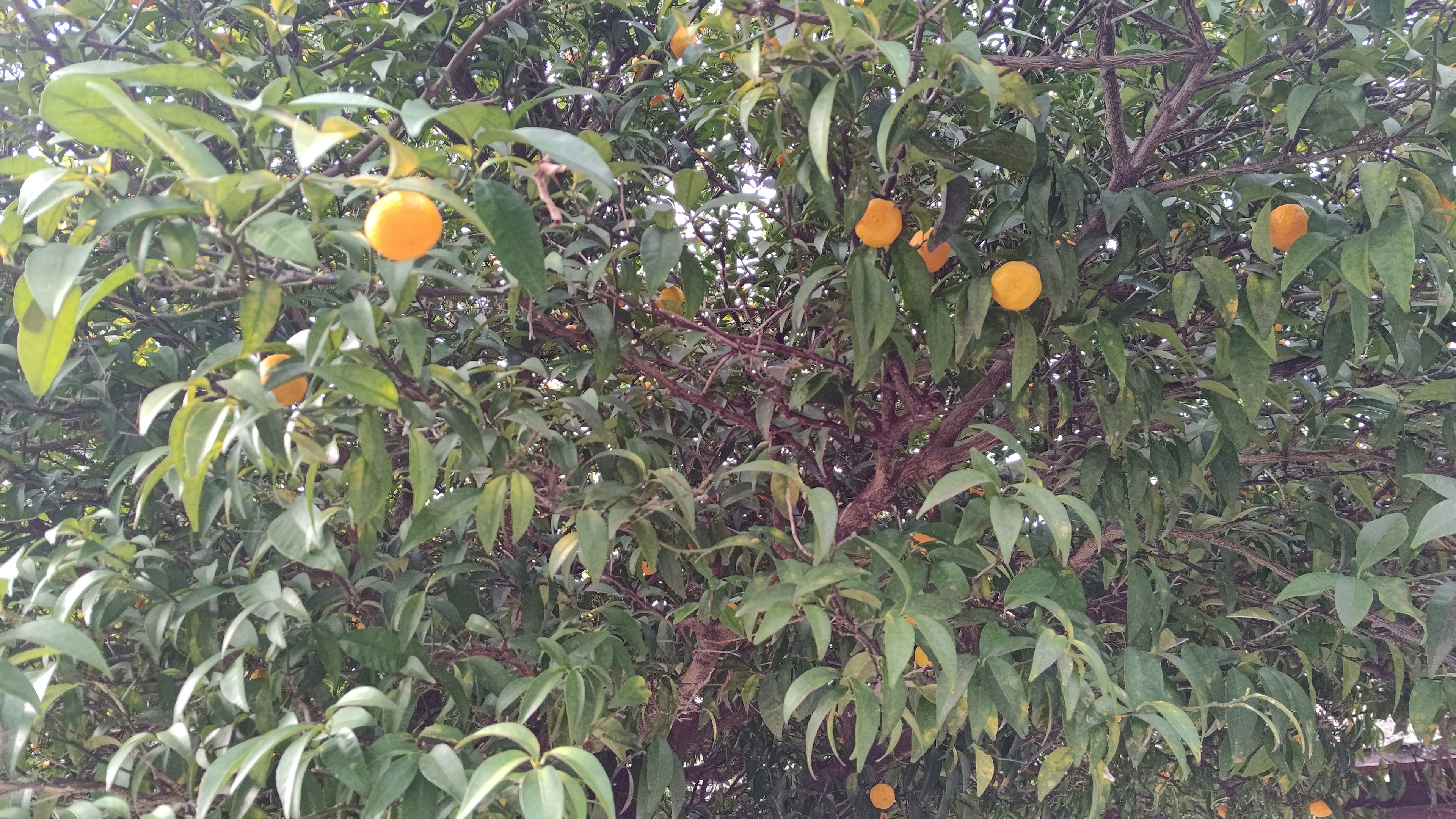 Close-up of a tree branch with orange fruits