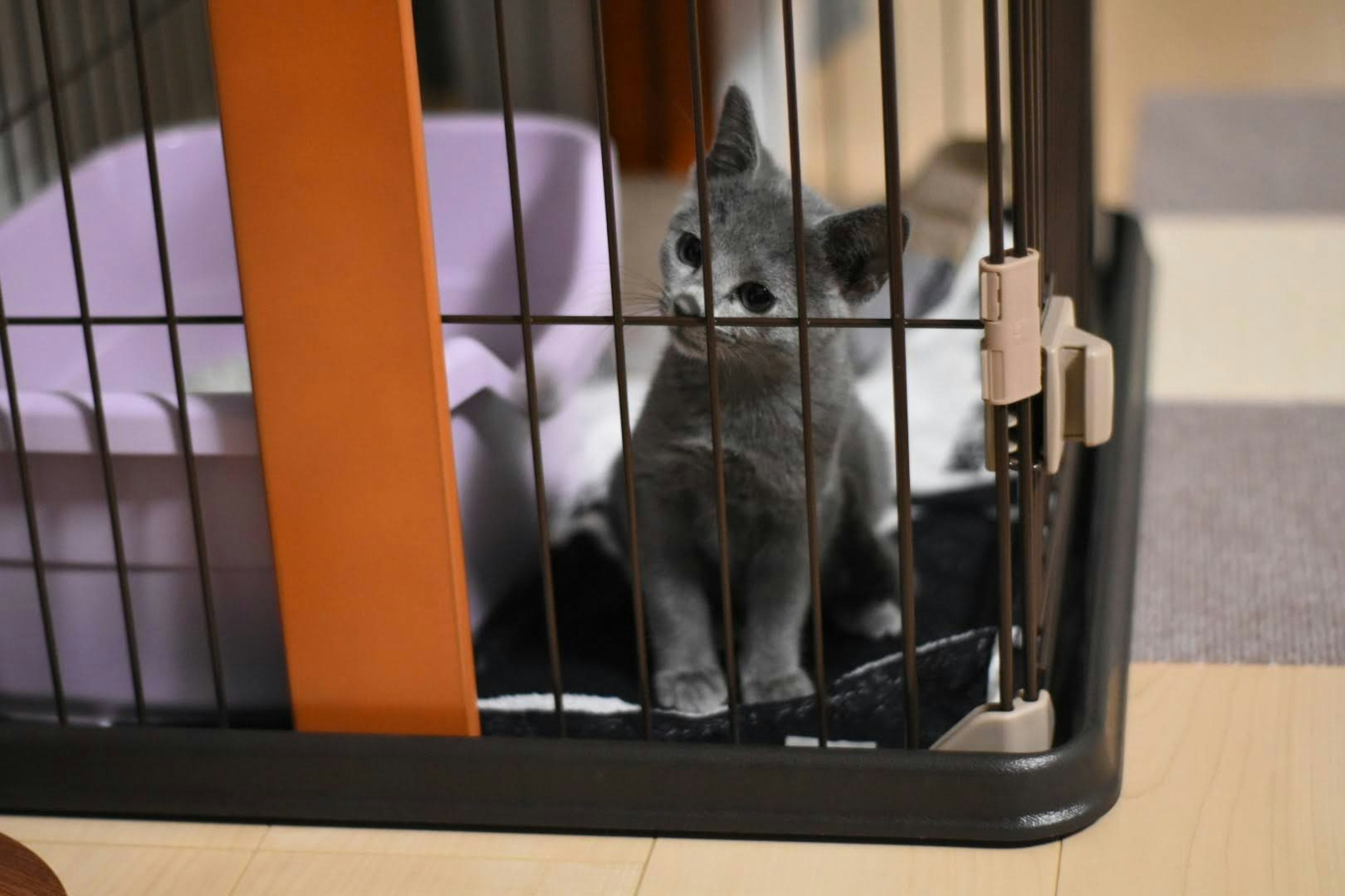 Gray kitten sitting inside a cage