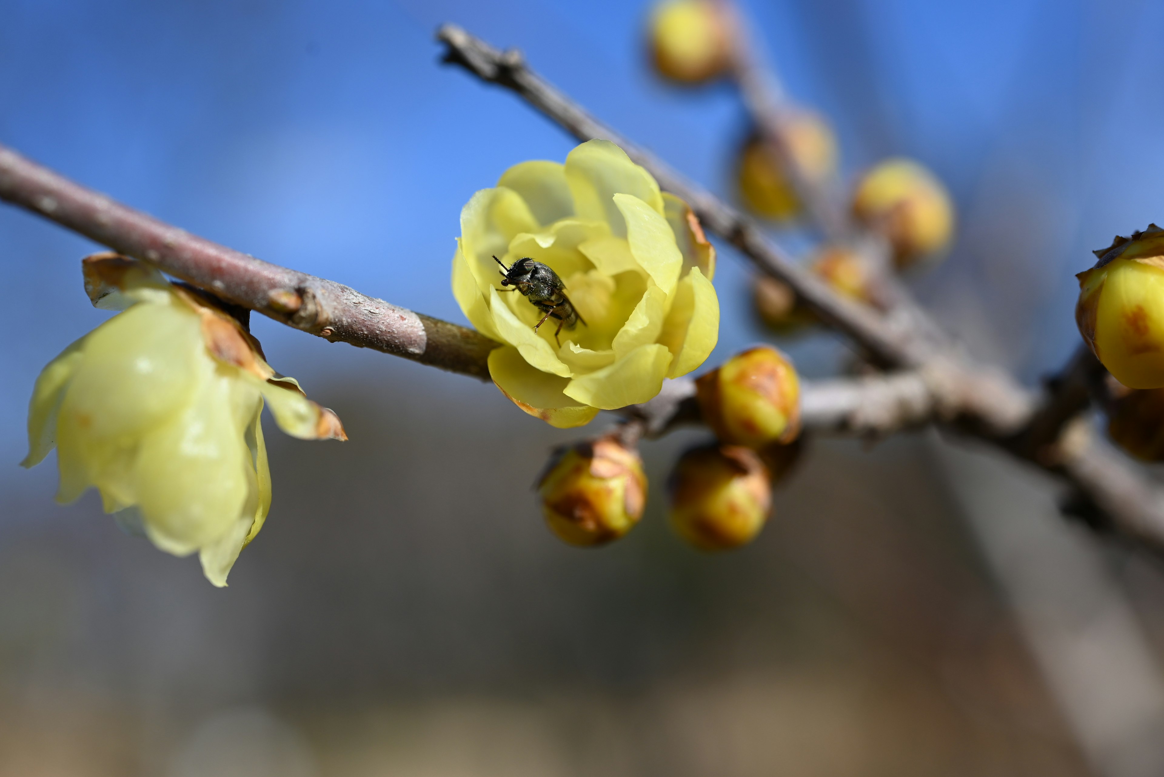 Nahaufnahme eines Zweigs mit gelben Blumen und Knospen