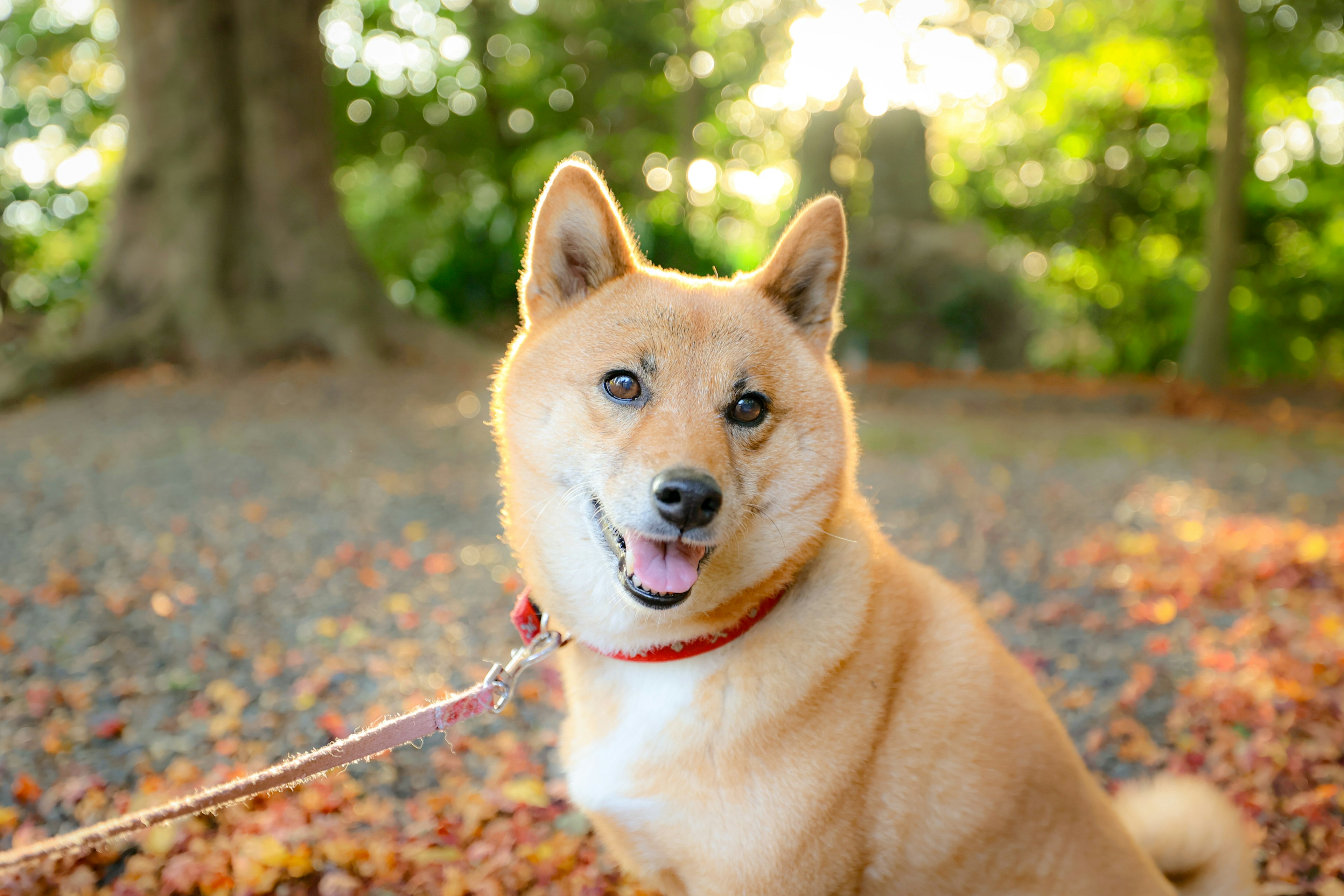 公園でリードをつけた柴犬が笑顔で座っている背景には木々と落ち葉が見える