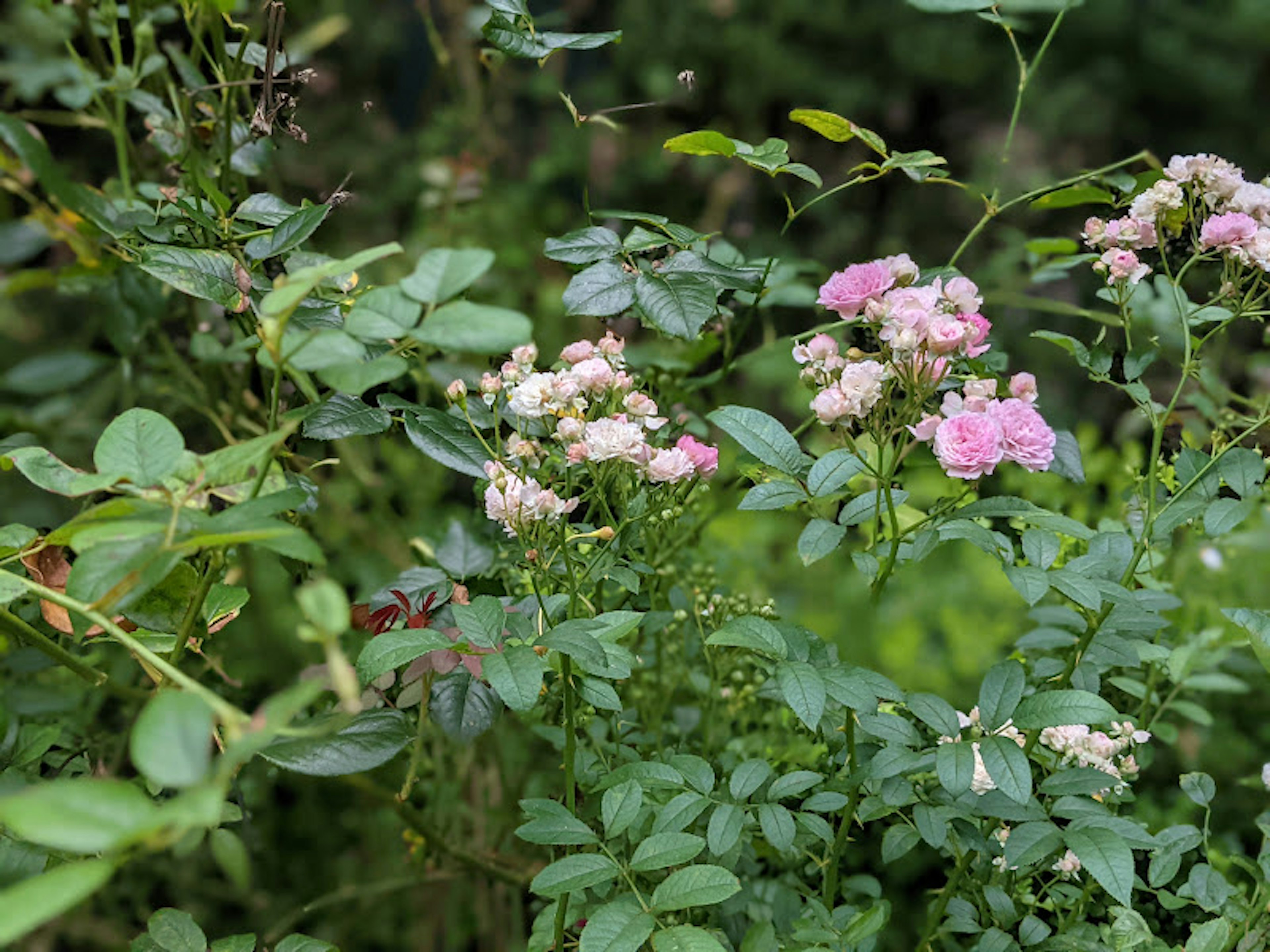 Cluster of plants with green leaves and pale pink flowers