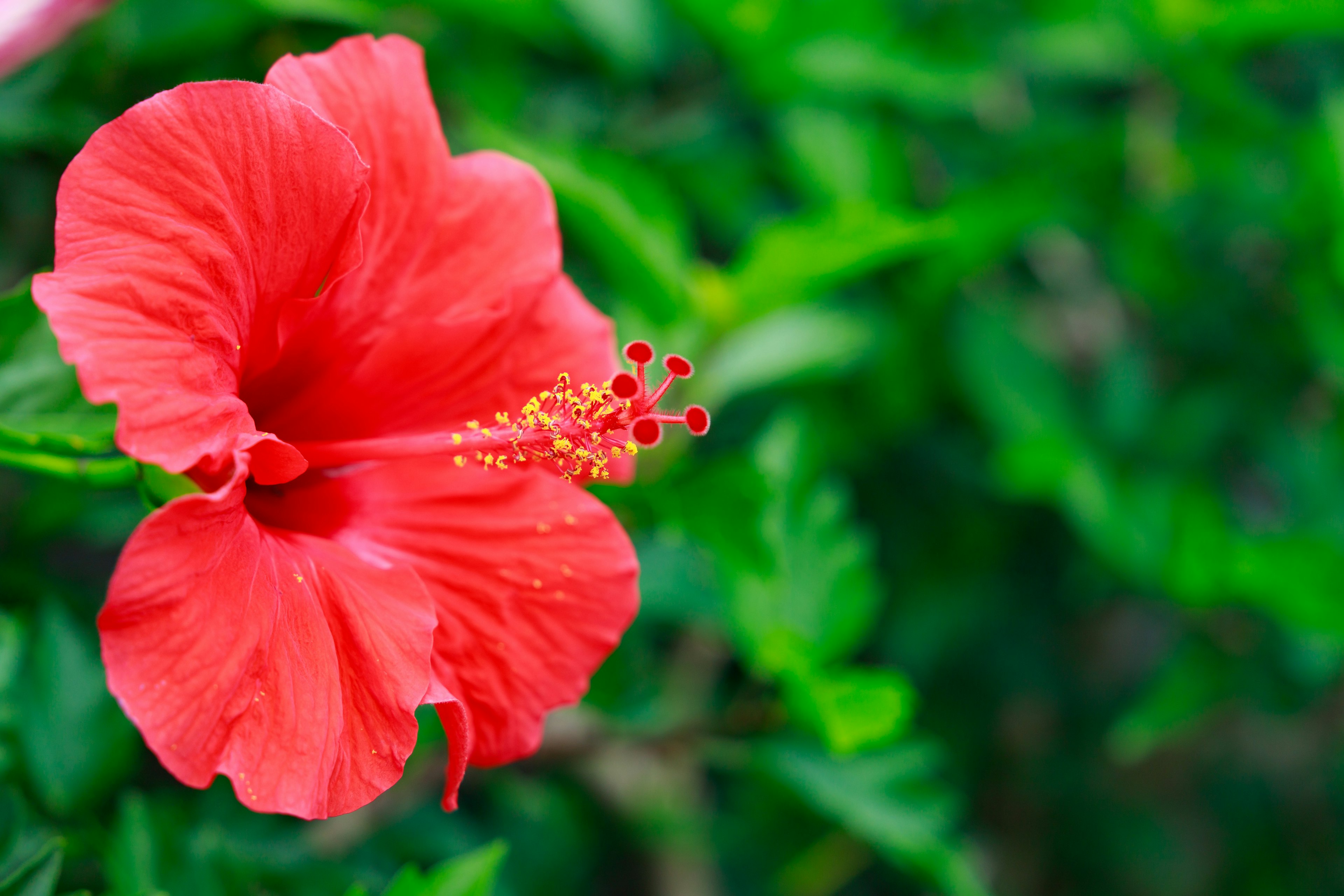 Vibrant red hibiscus flower against a green leafy background