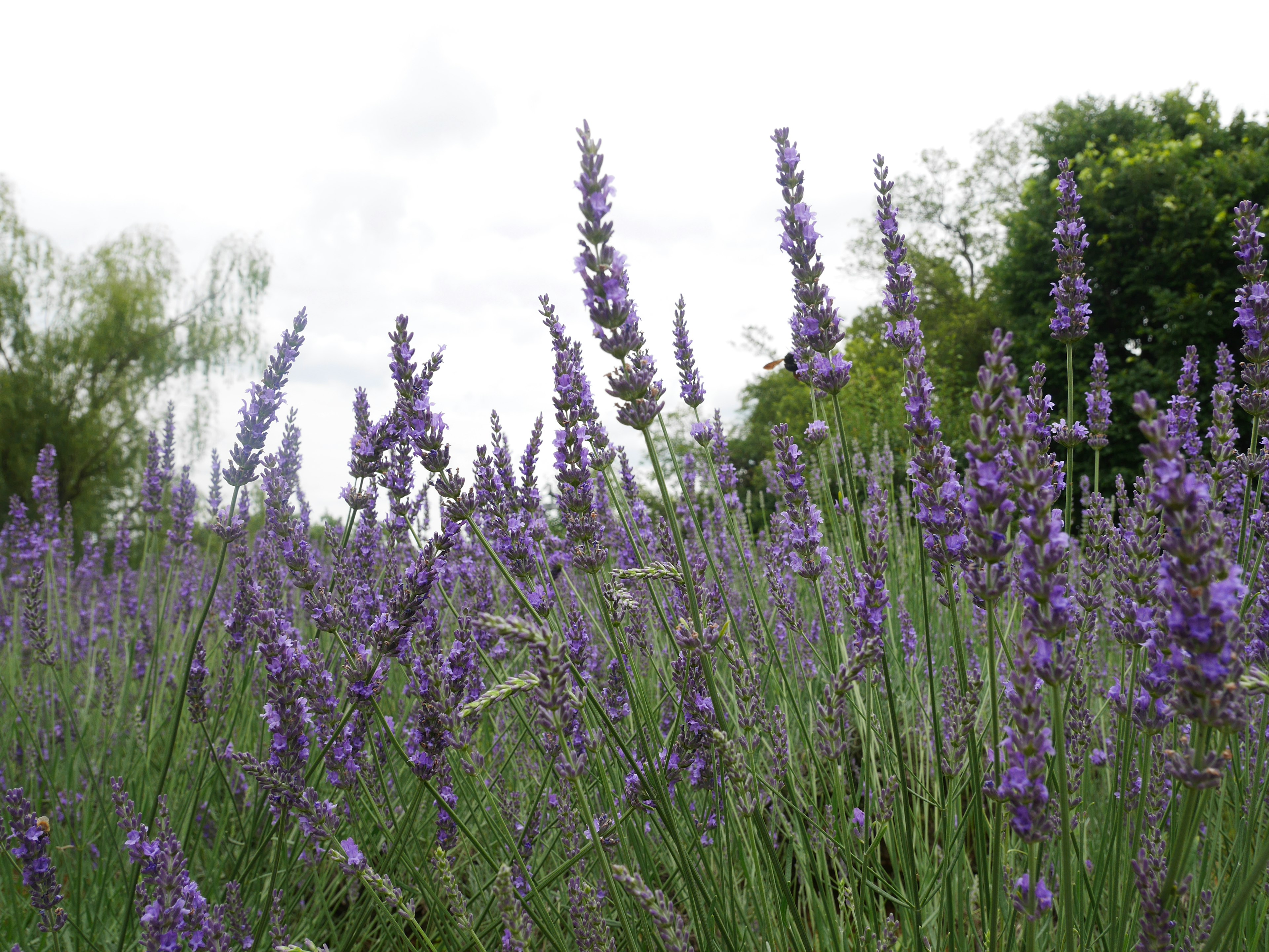 Campo di lavanda in fiore con fiori viola e fogliame verde sullo sfondo