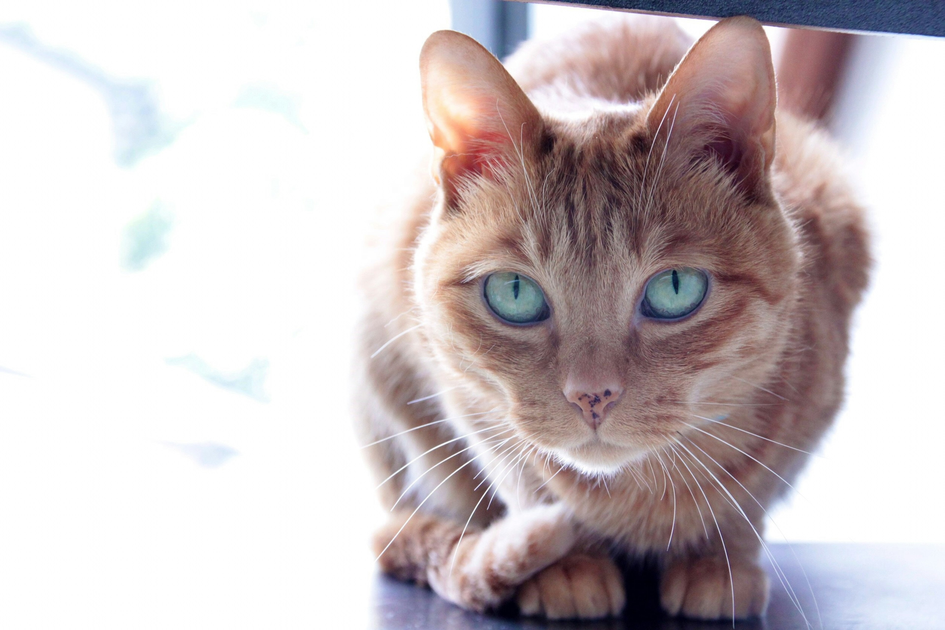 Primo piano di un gatto arancione con occhi blu brillanti seduto davanti a uno sfondo luminoso