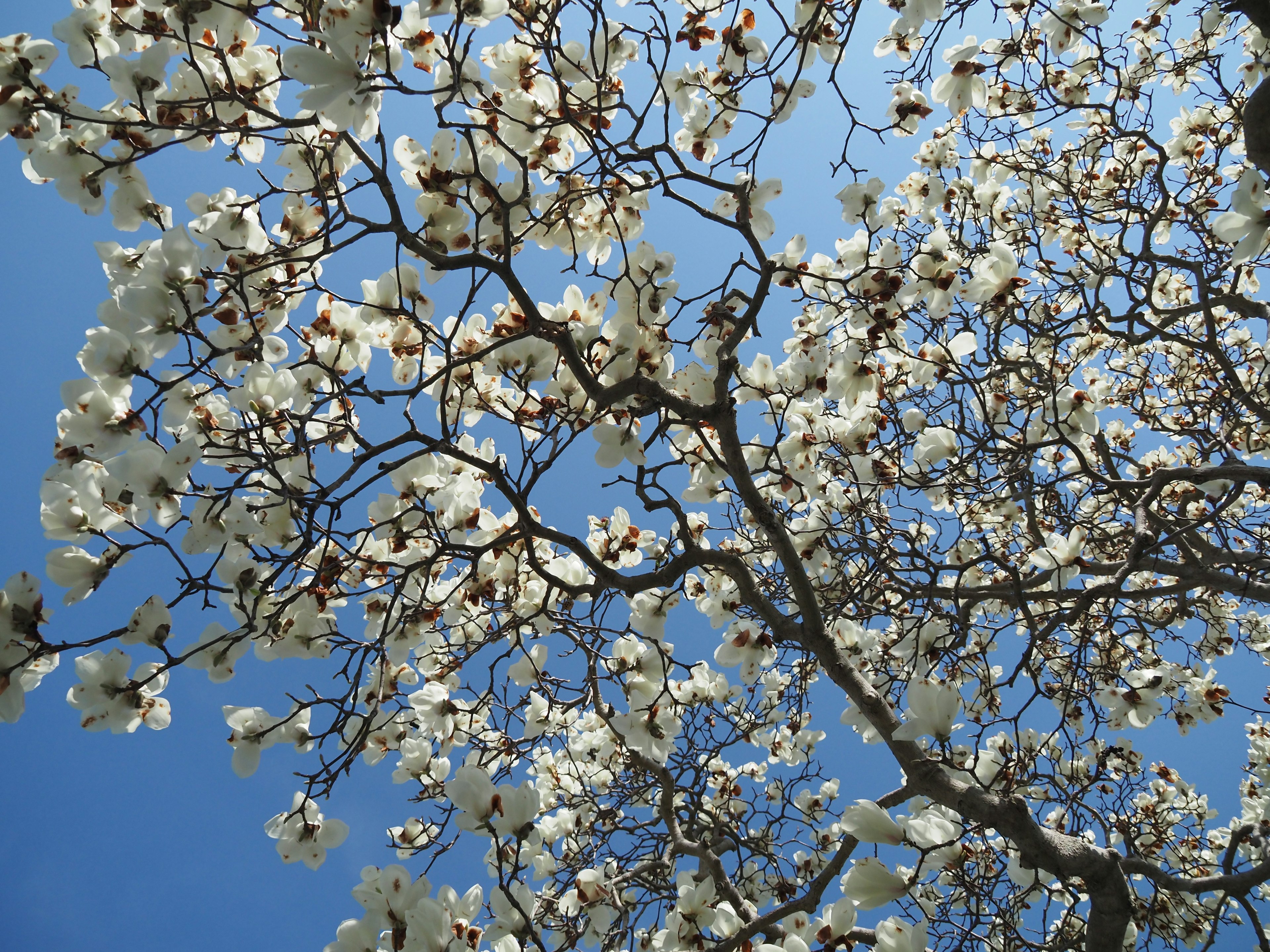 Äste eines blühenden Baums mit weißen Blüten vor einem blauen Himmel