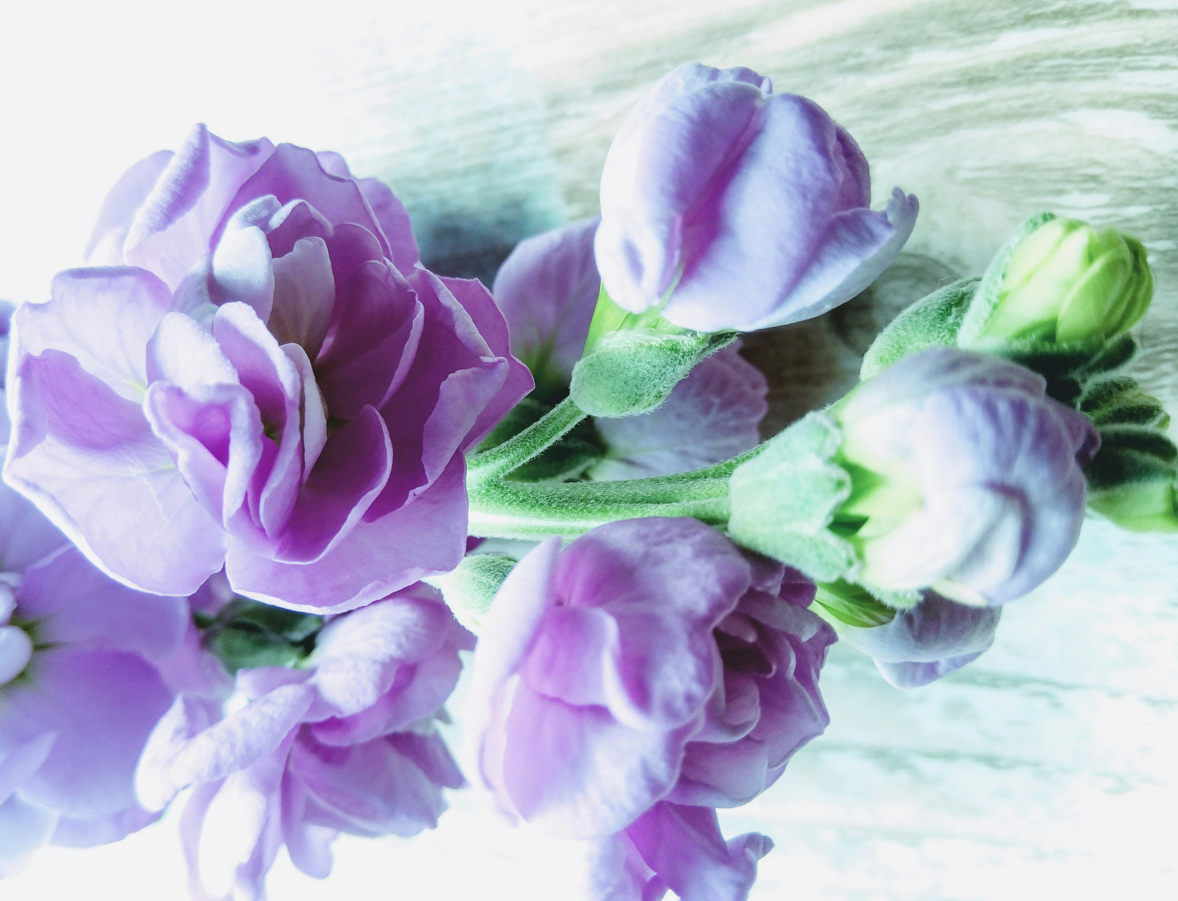 Beautiful arrangement of soft purple flowers