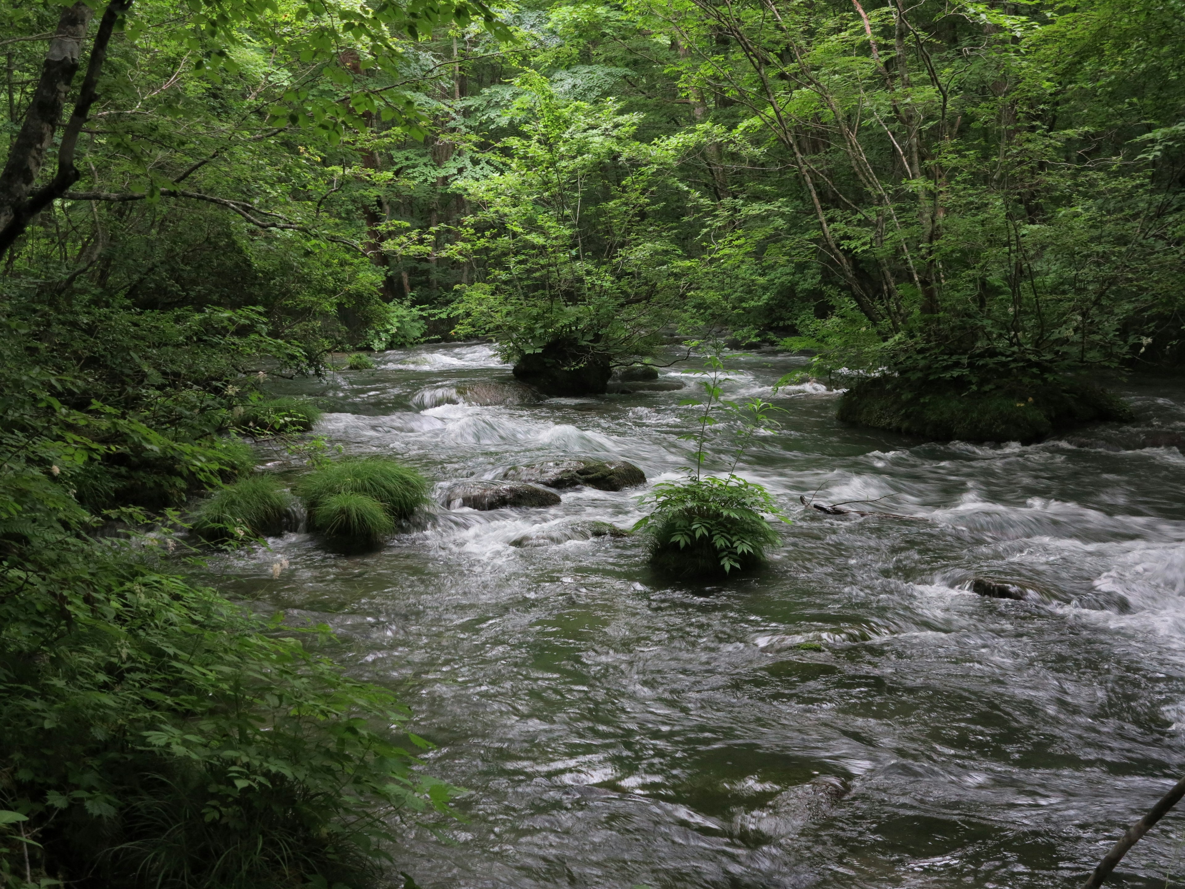 Sungai mengalir dikelilingi hutan rimbun