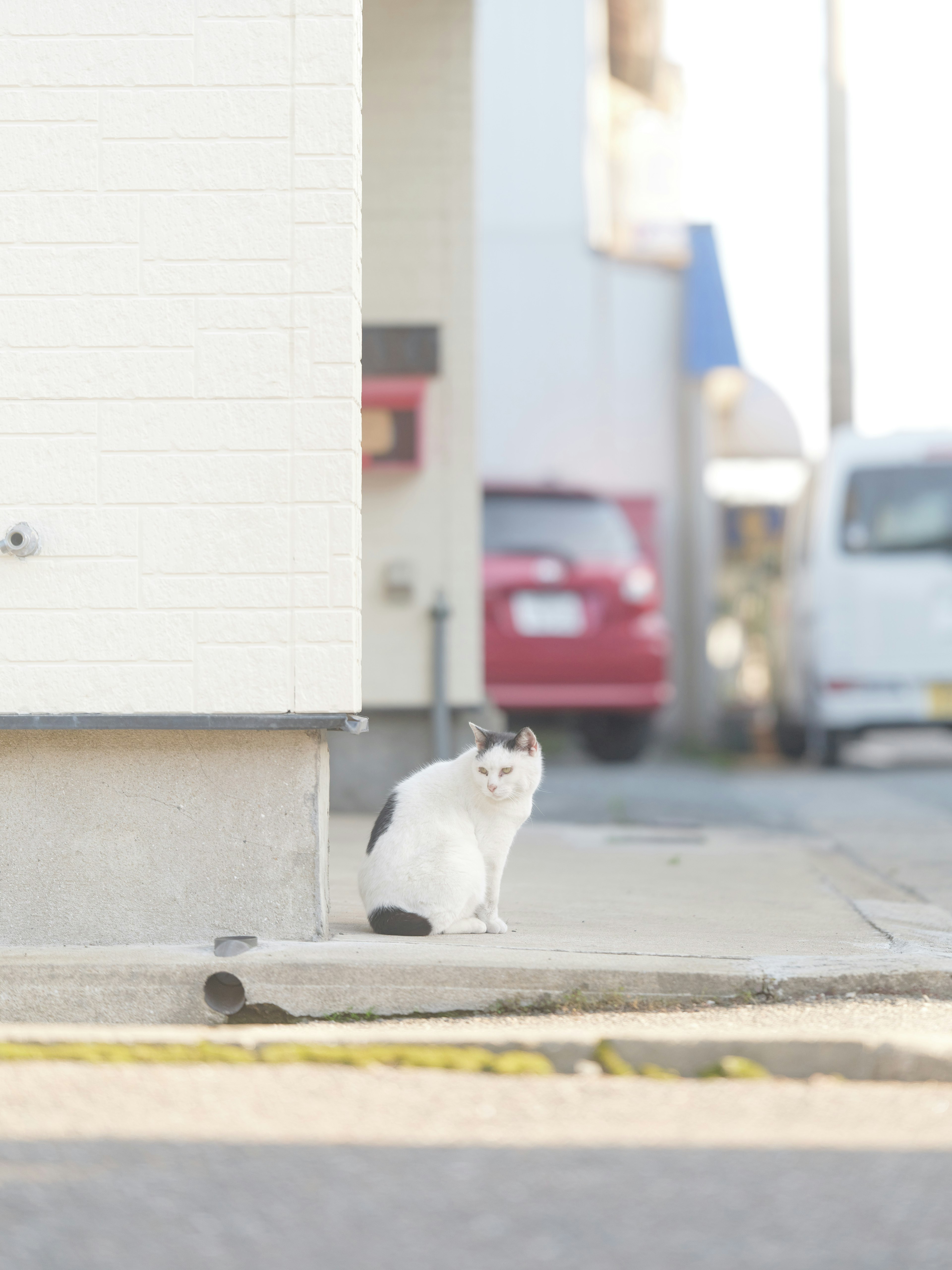 Eine schwarz-weiße Katze sitzt an einer Straßenecke