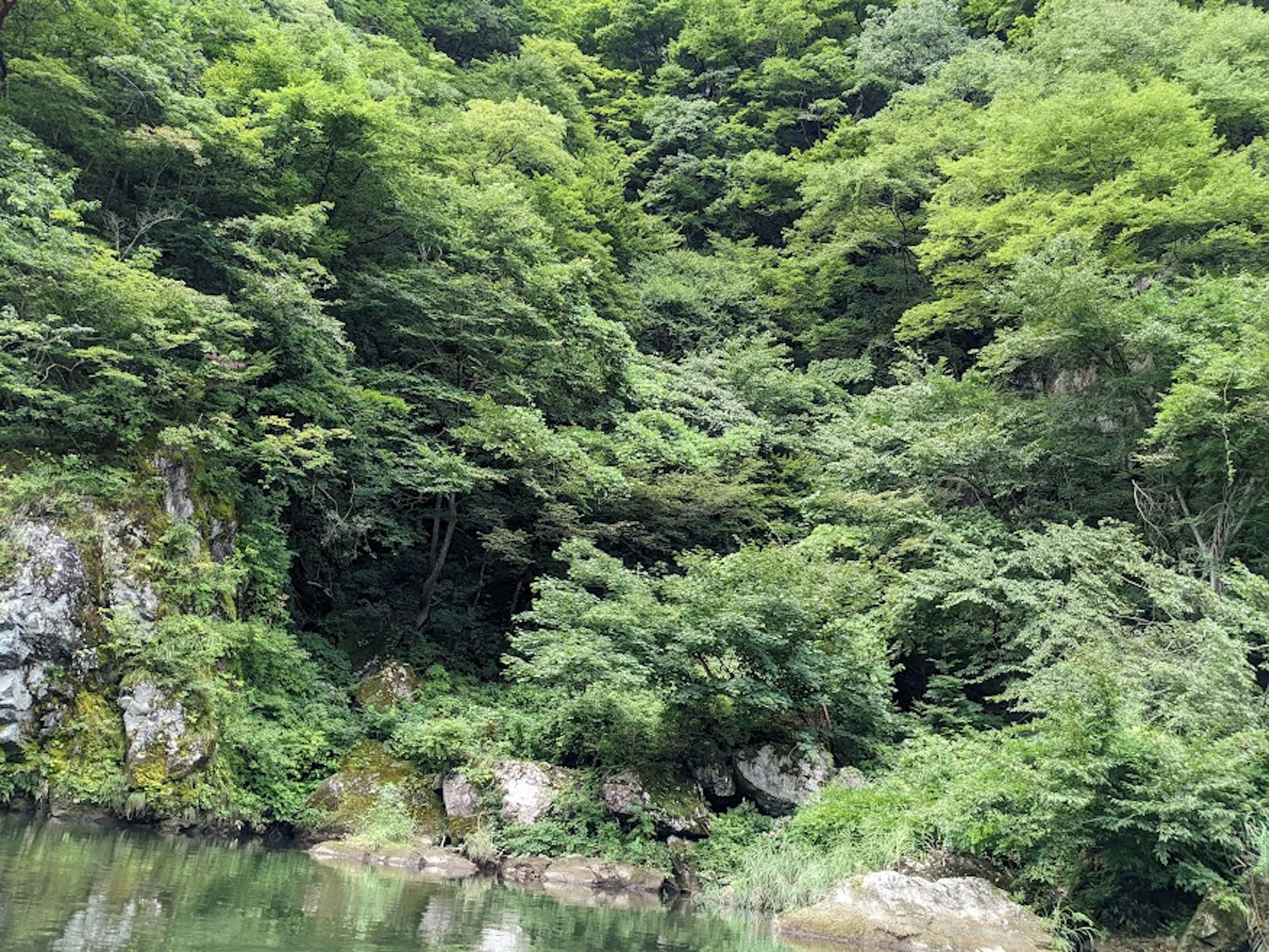 Üppiger grüner Wald mit einer ruhigen Wasseroberfläche