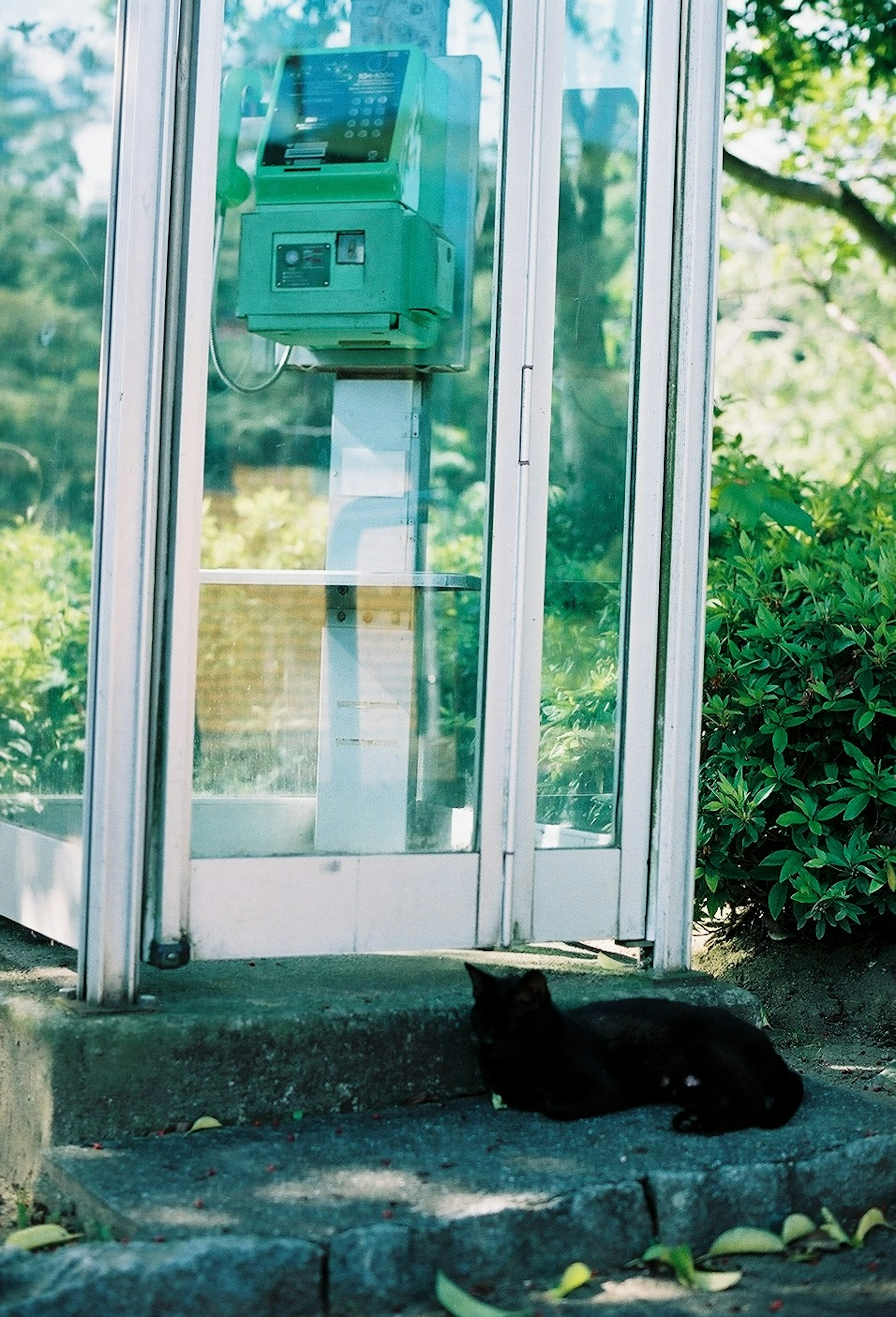 Black cat lying in front of a public phone booth with a green phone