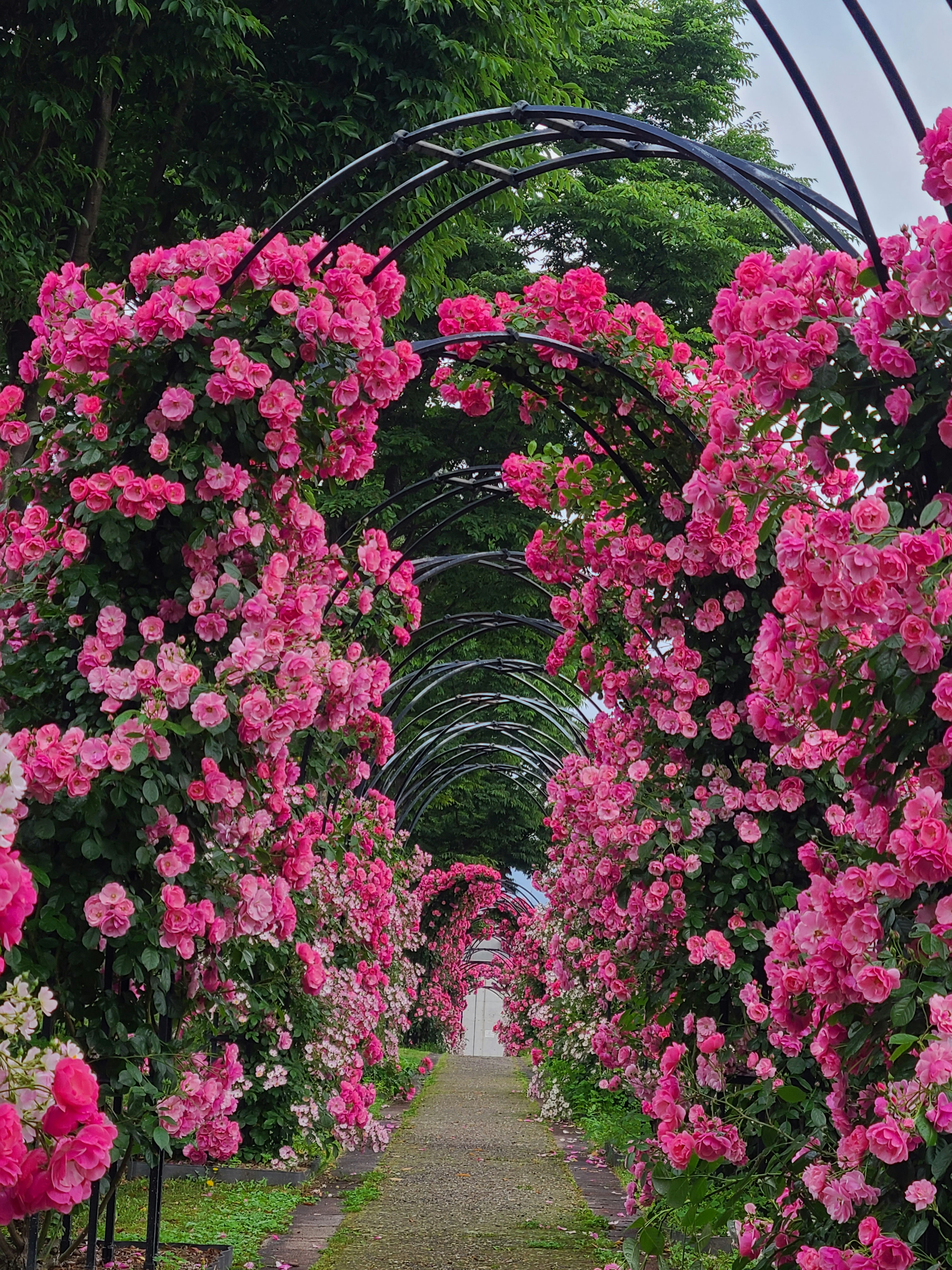 Hermoso camino de flores con arcos de rosas