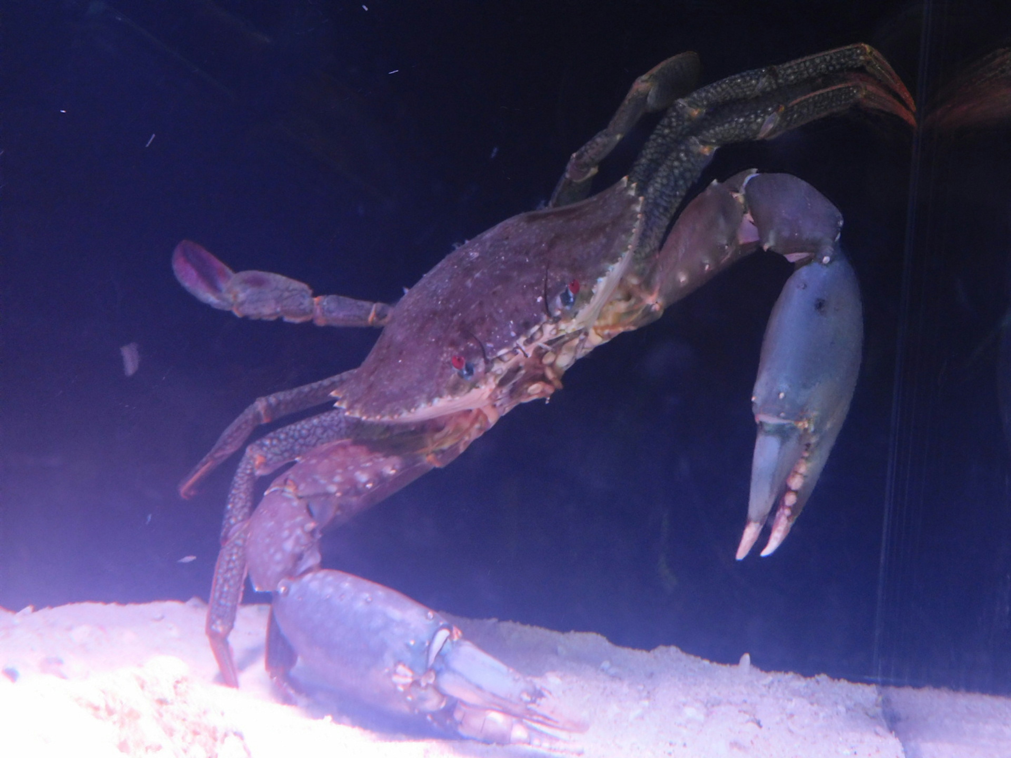 A crab in water standing sideways