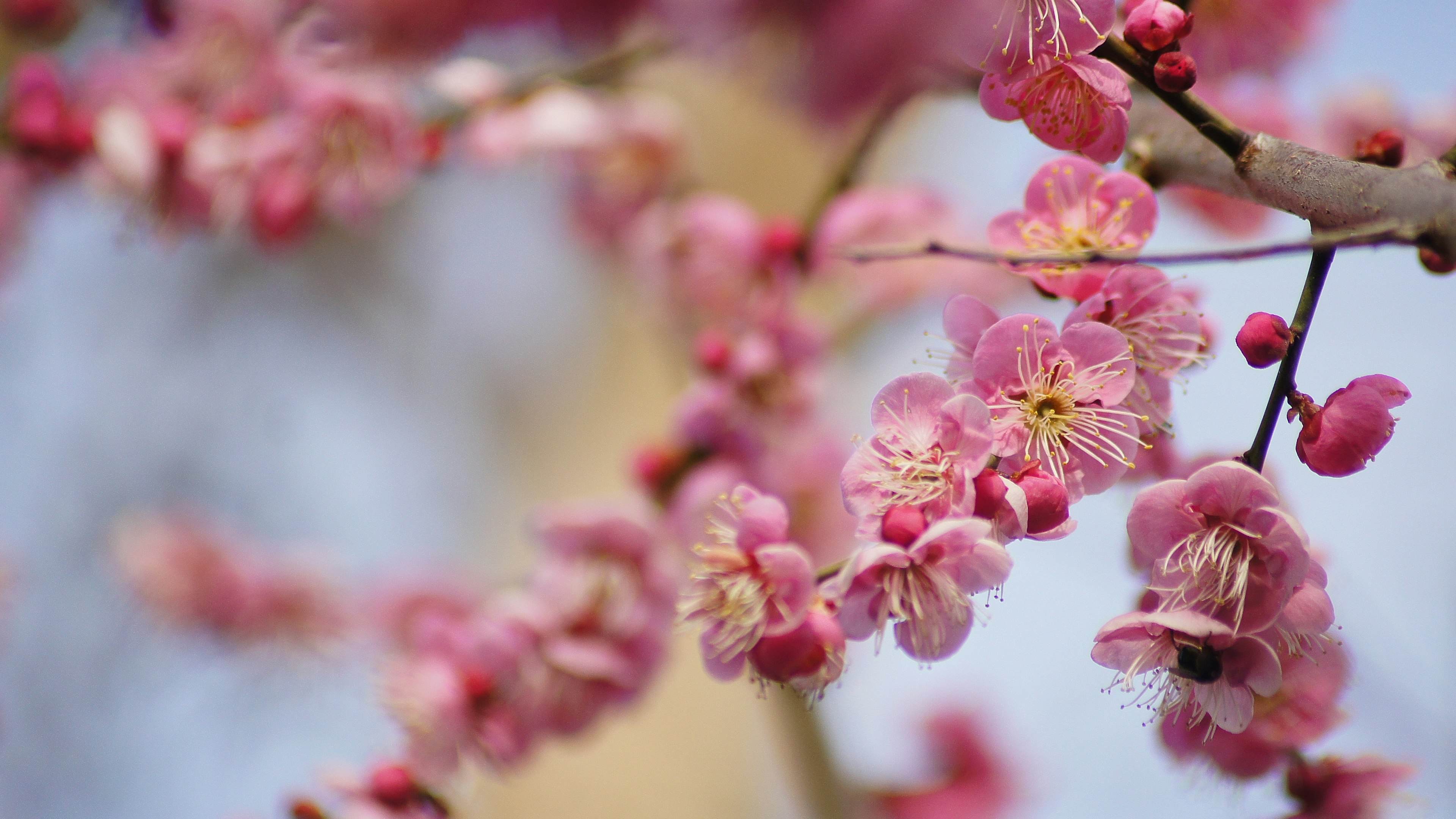 Nahaufnahme von schönen rosa Pflaumenblüten an einem Zweig