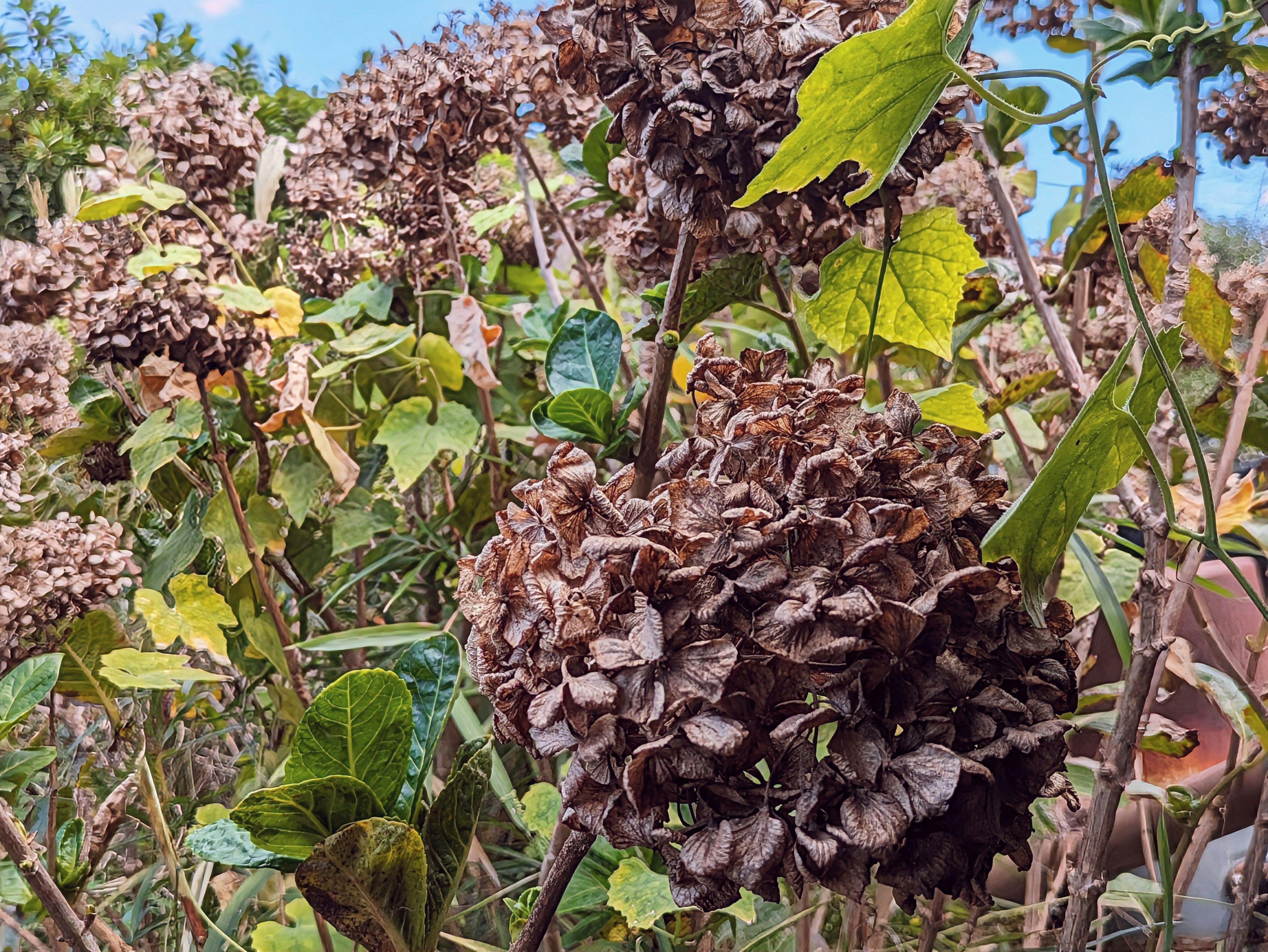 Fleurs de hortensia sèches avec des feuilles vertes dans un jardin