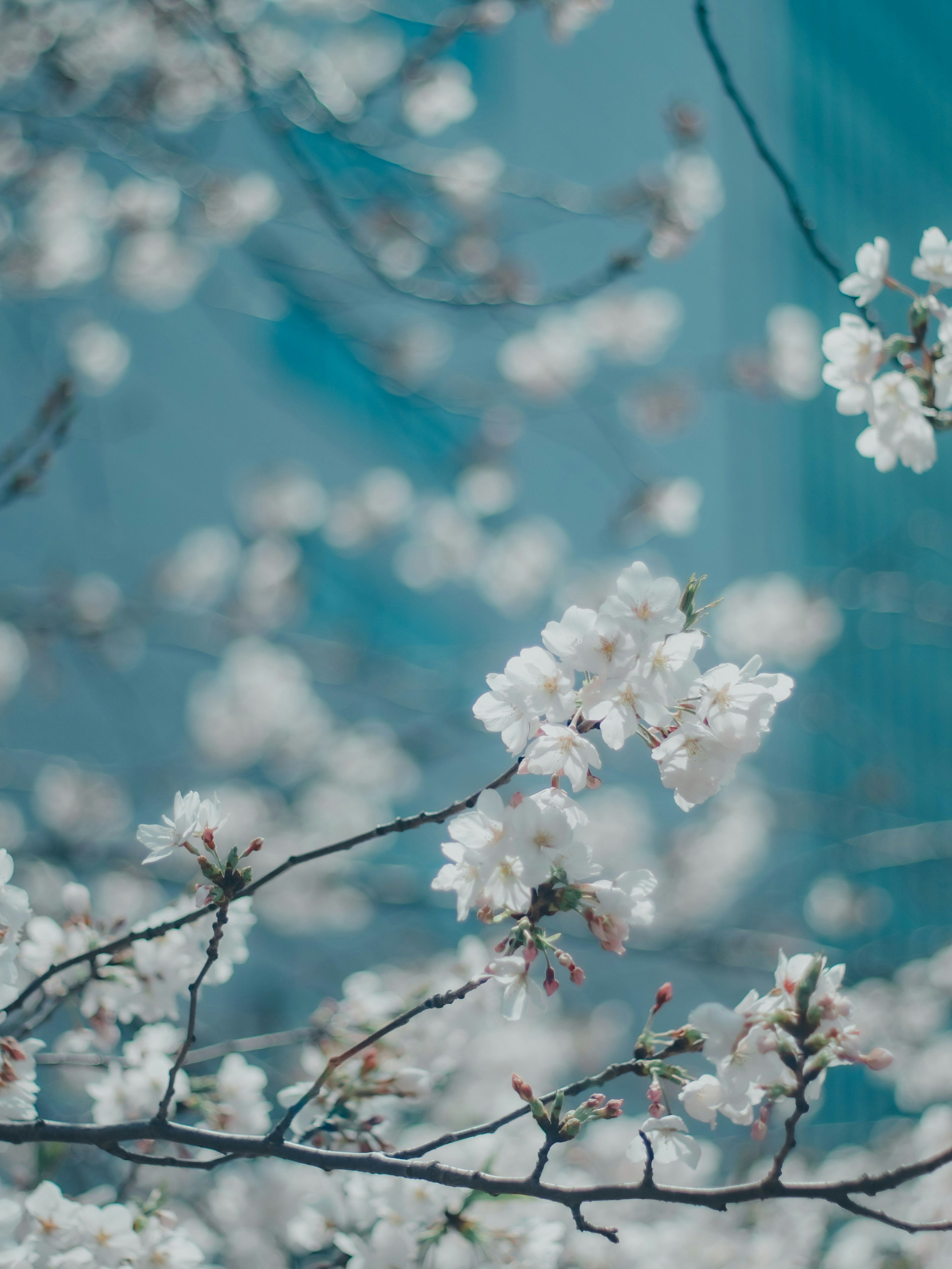 Close-up bunga sakura di latar belakang biru