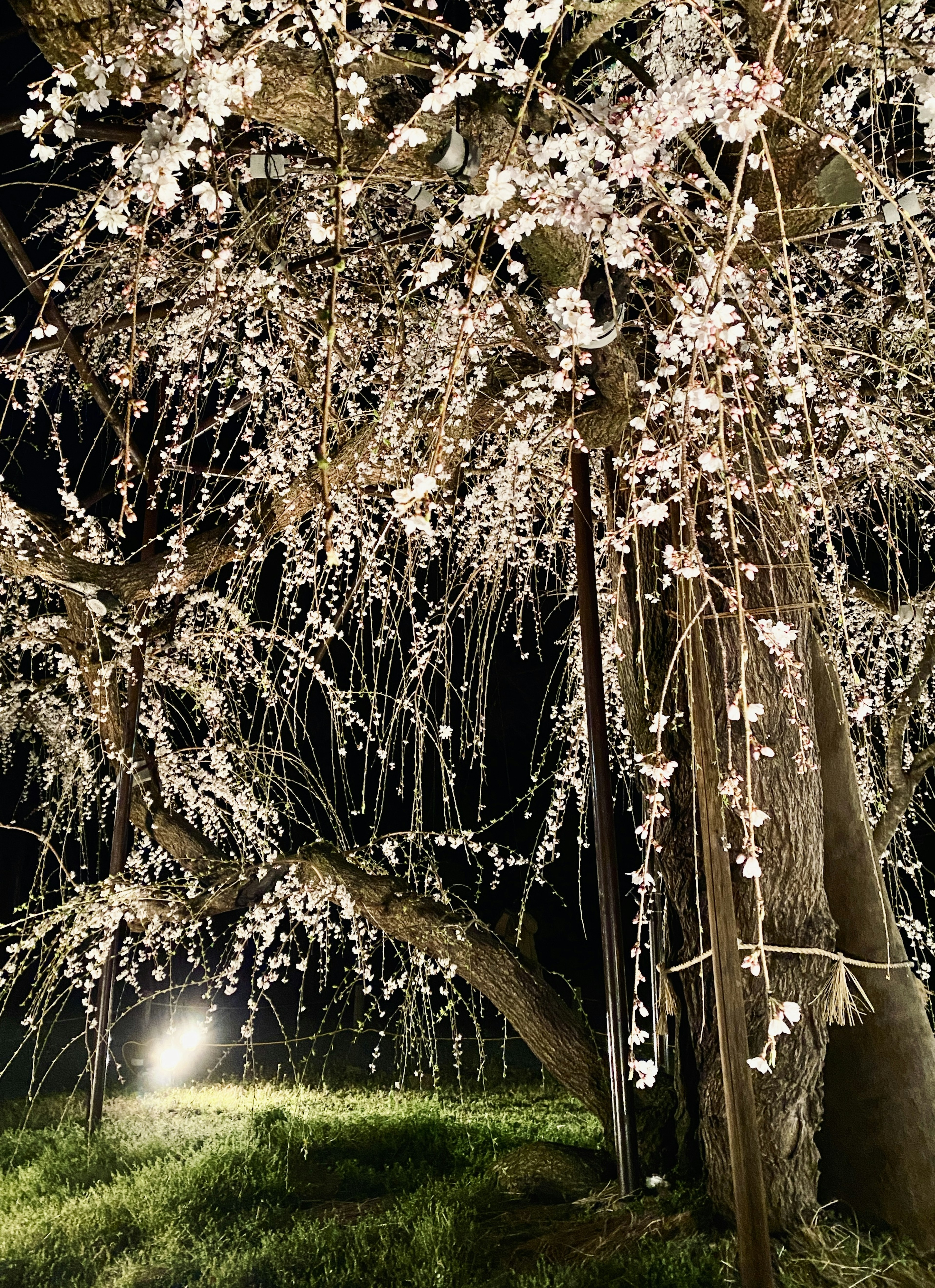 Hermoso árbol de cerezo iluminado por la noche