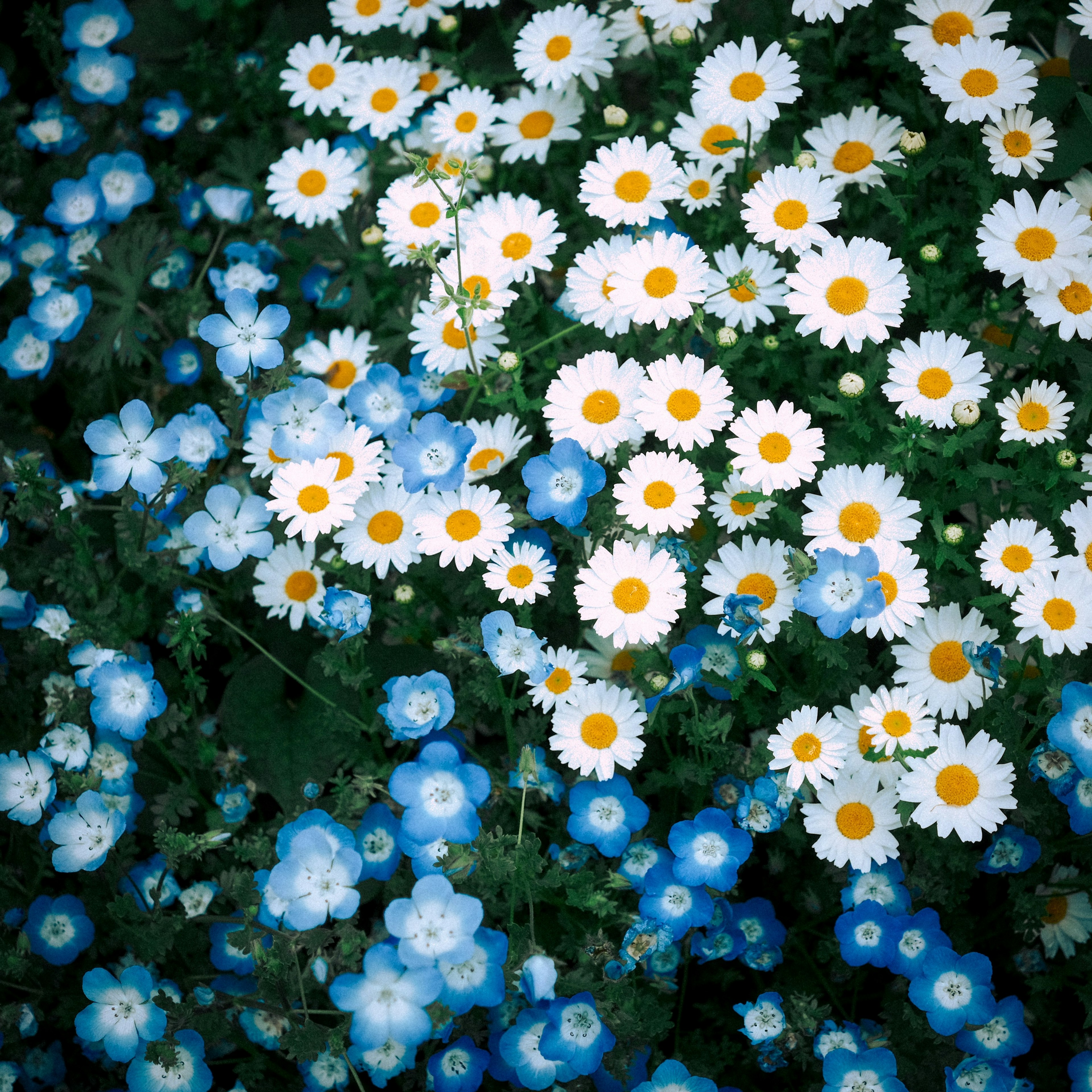 Belle scène naturelle avec des fleurs blanches et bleues