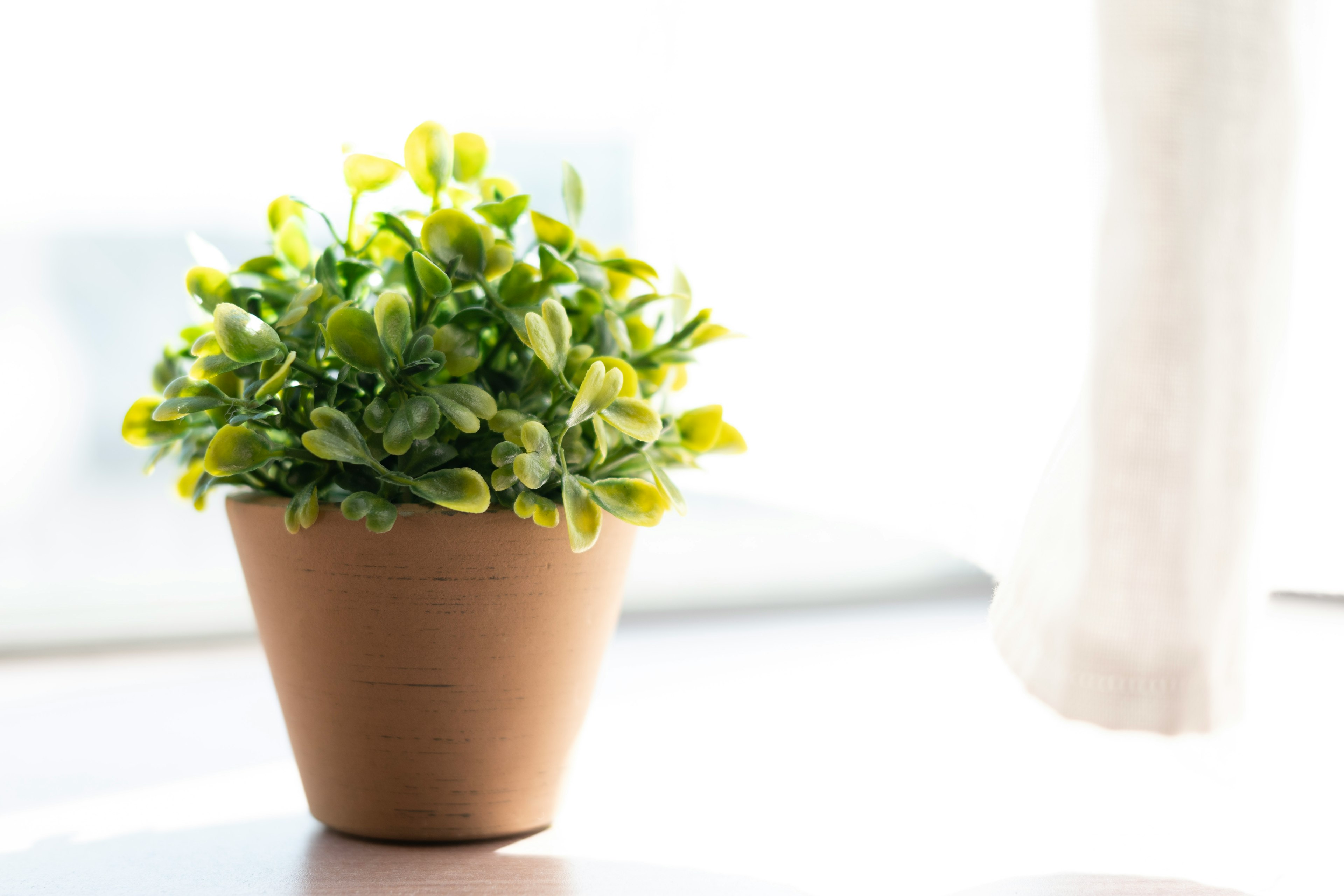 A small green plant in a ceramic pot placed on a bright windowsill