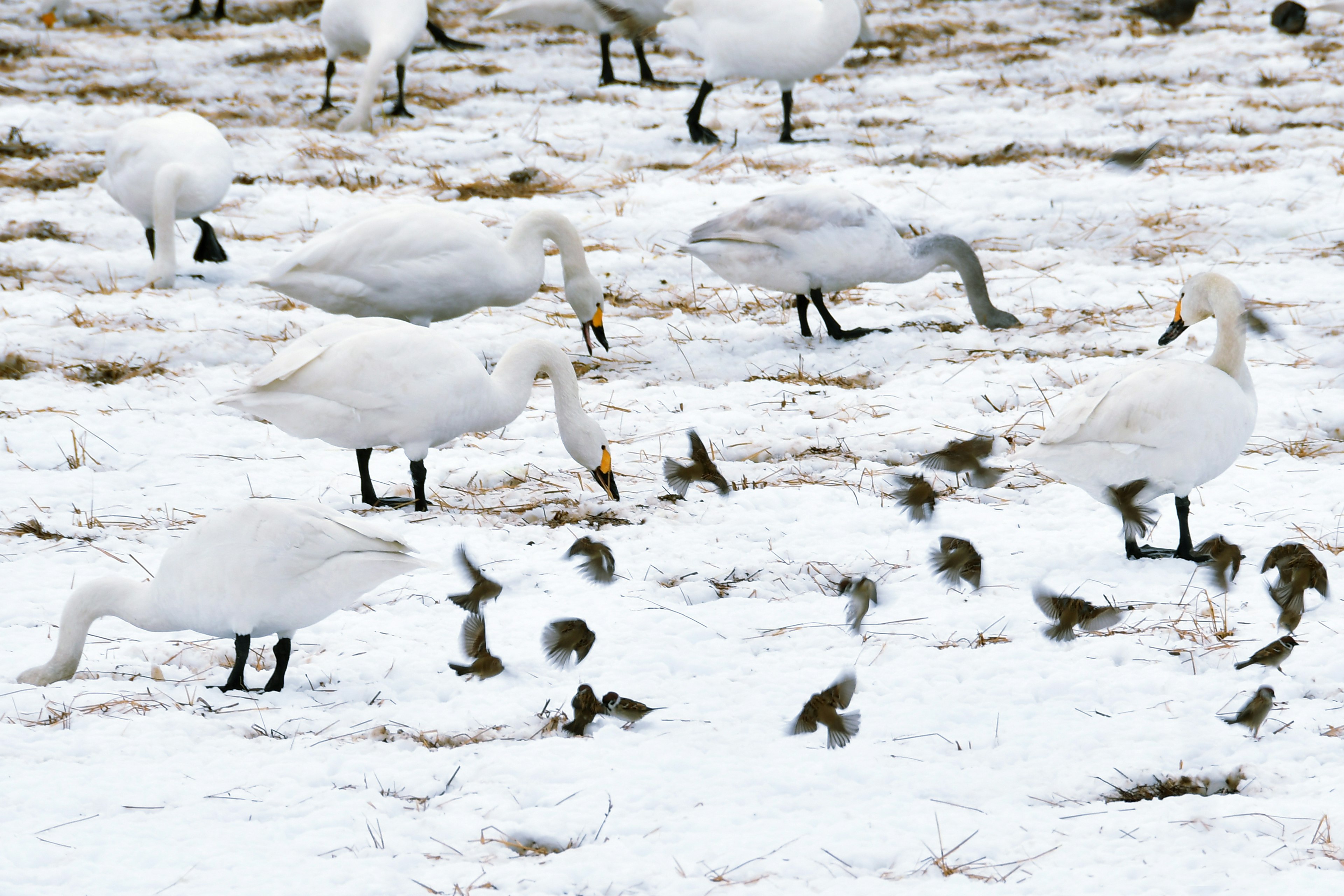 雪の中で餌を探す白鳥と小鳥の群れ