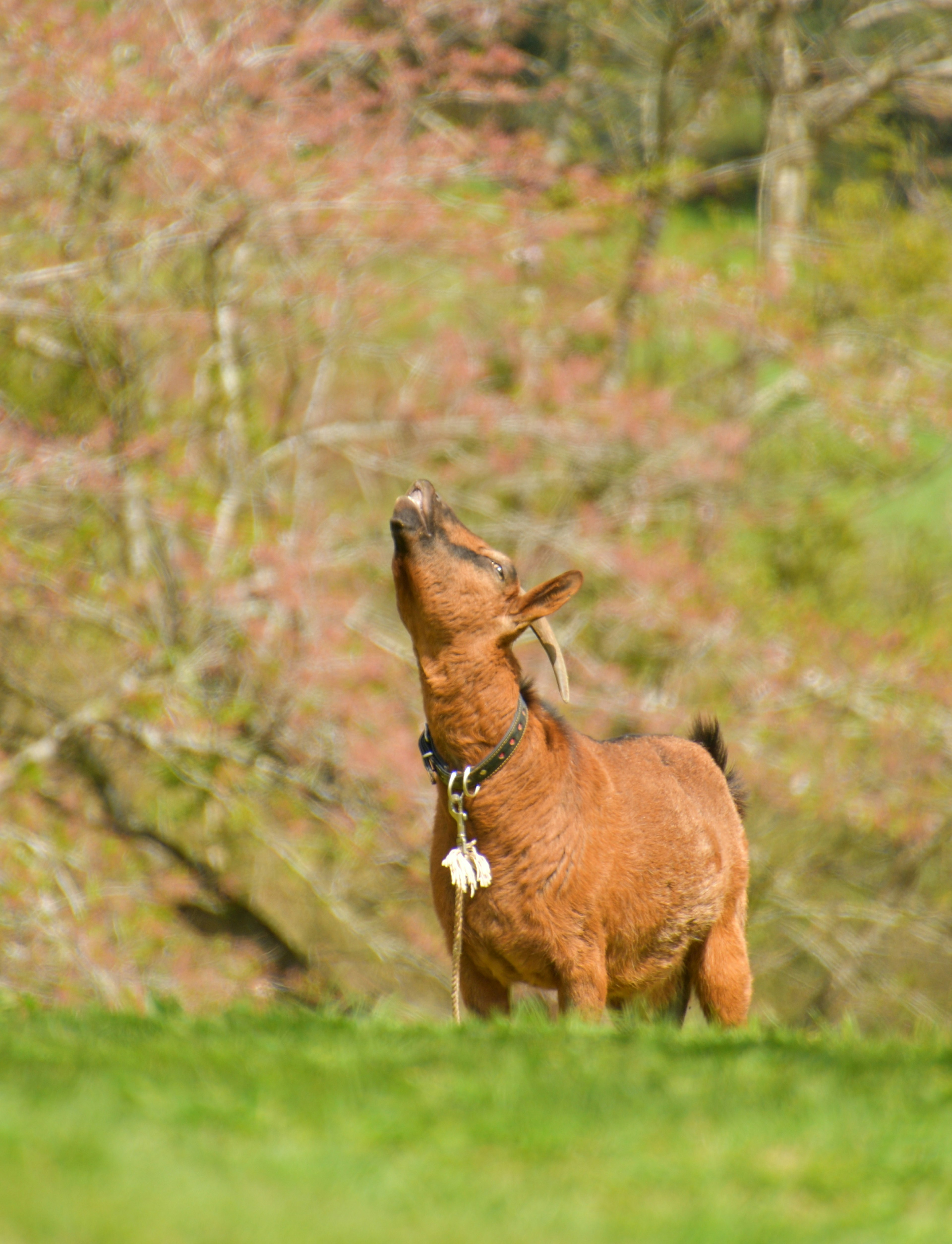 Brown goat looking up at the sky in a grassy field