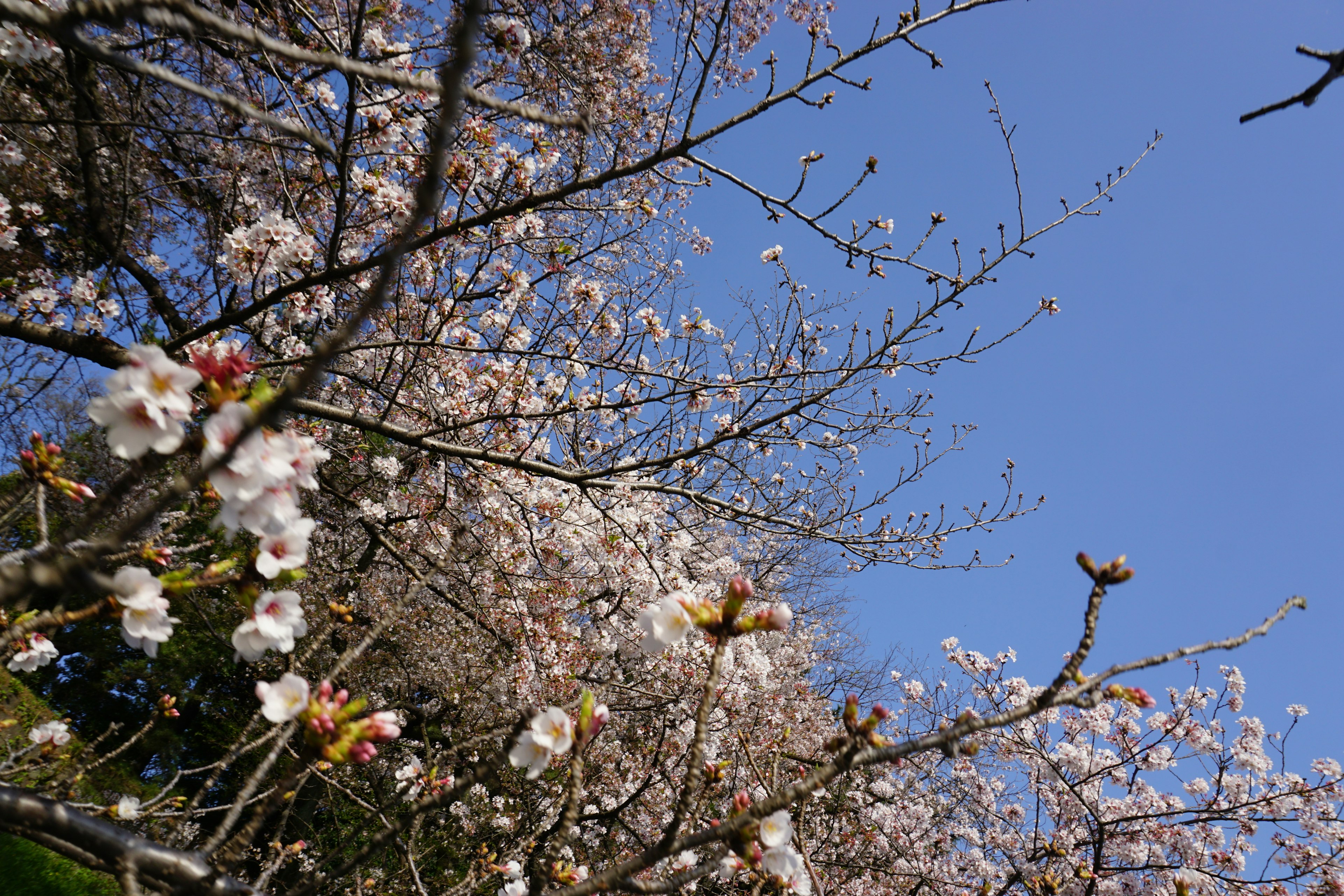 青空の下で咲く桜の花とつぼみの木