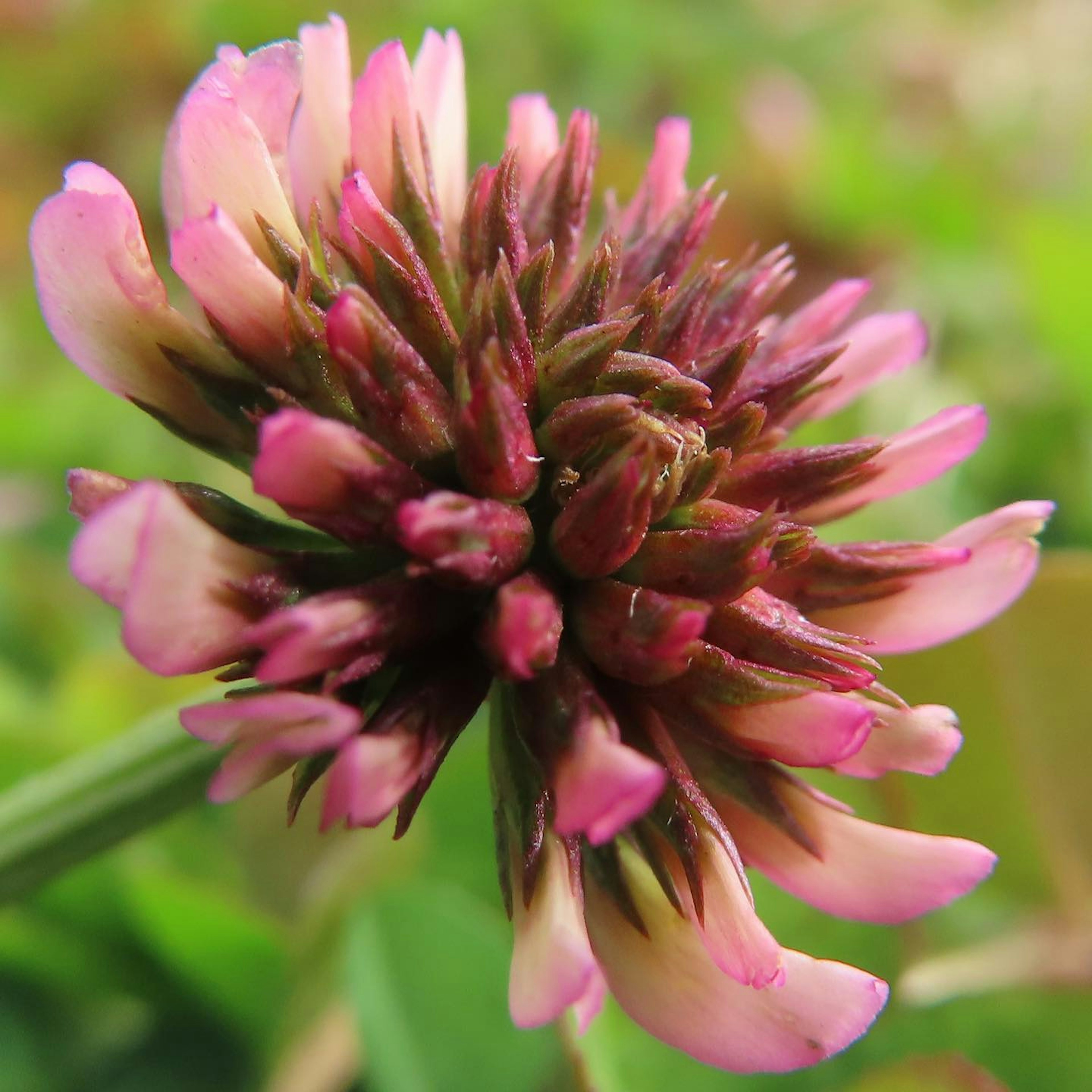 Acercamiento de una flor de trébol con pétalos rosados