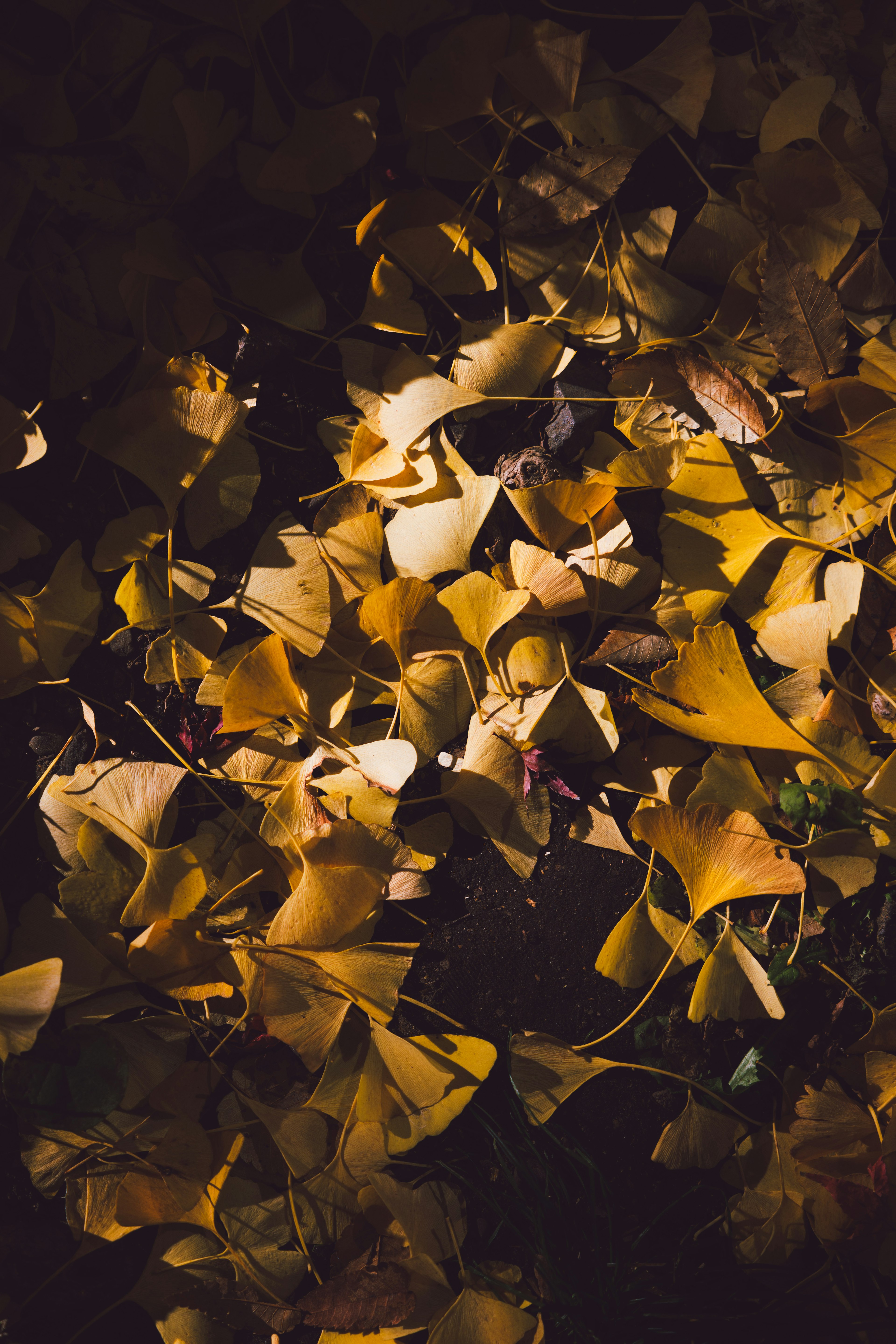 Foglie di ginkgo gialle sparse su uno sfondo scuro