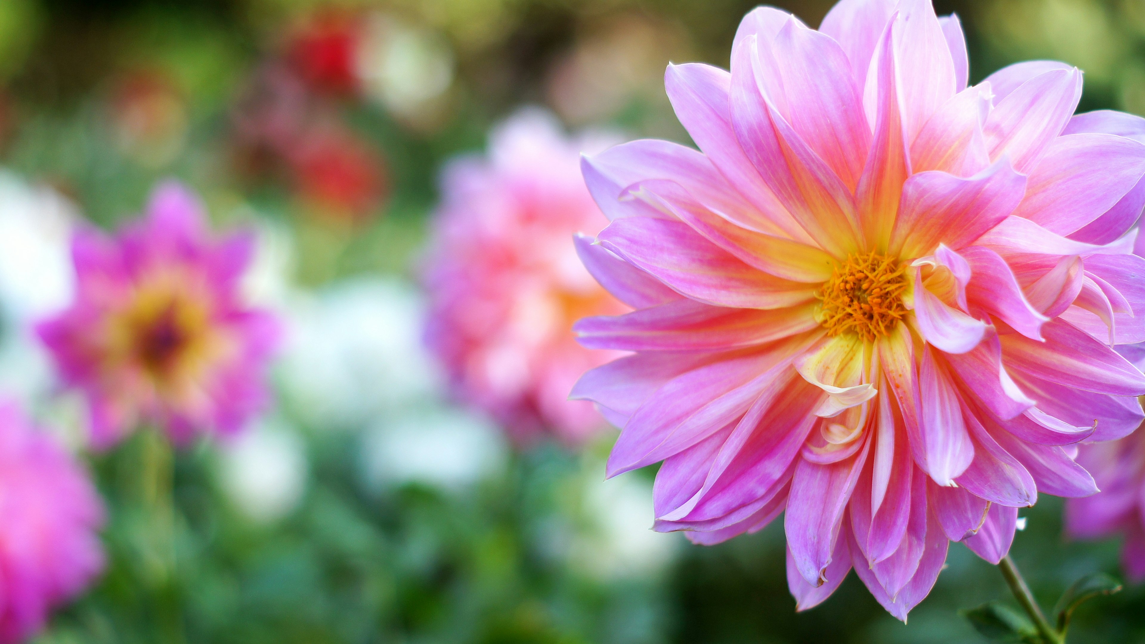 Eine hellrosa Dahlienblüte in einem bunten Garten