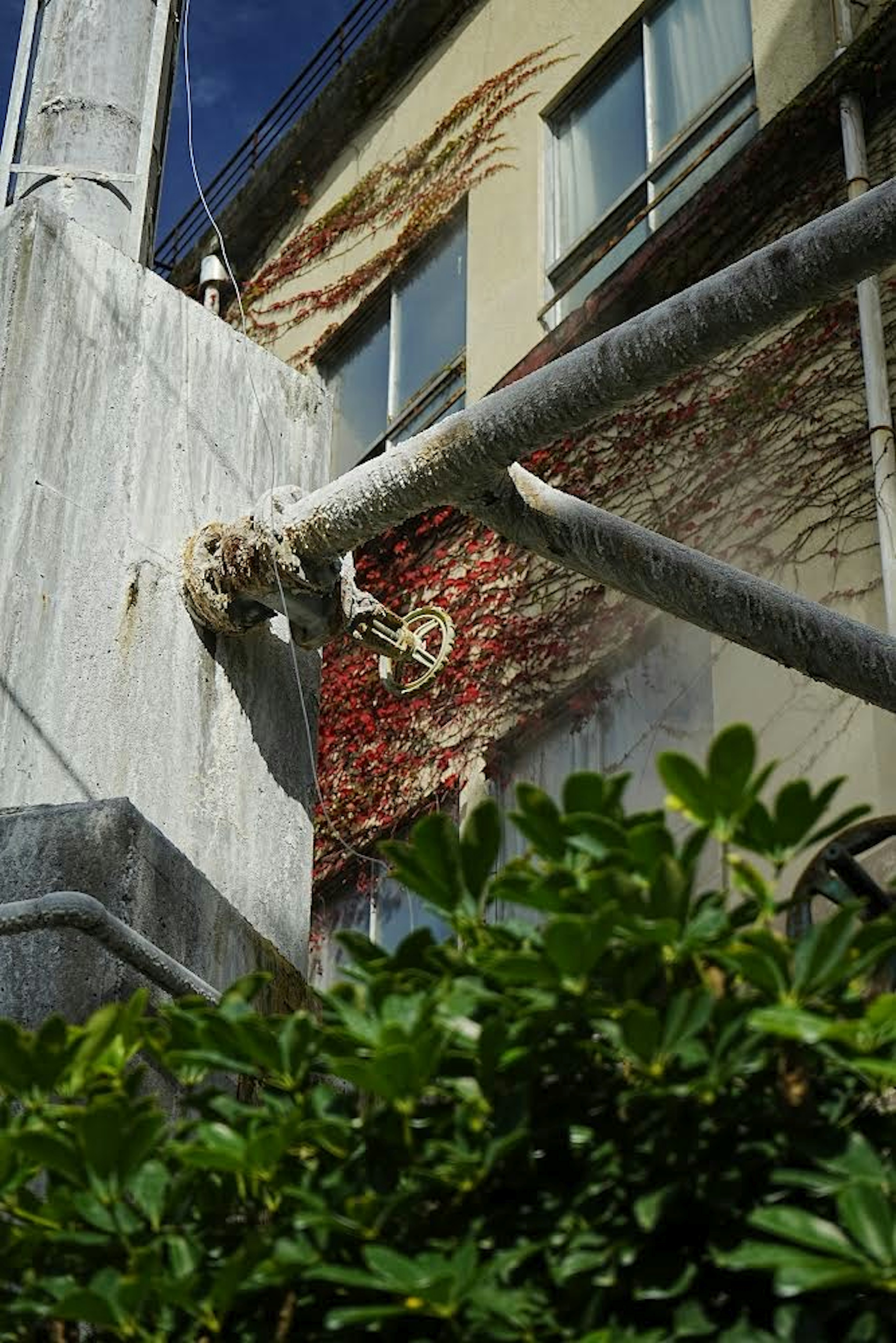 Vibrant red climbing plants against a building wall with lush green foliage