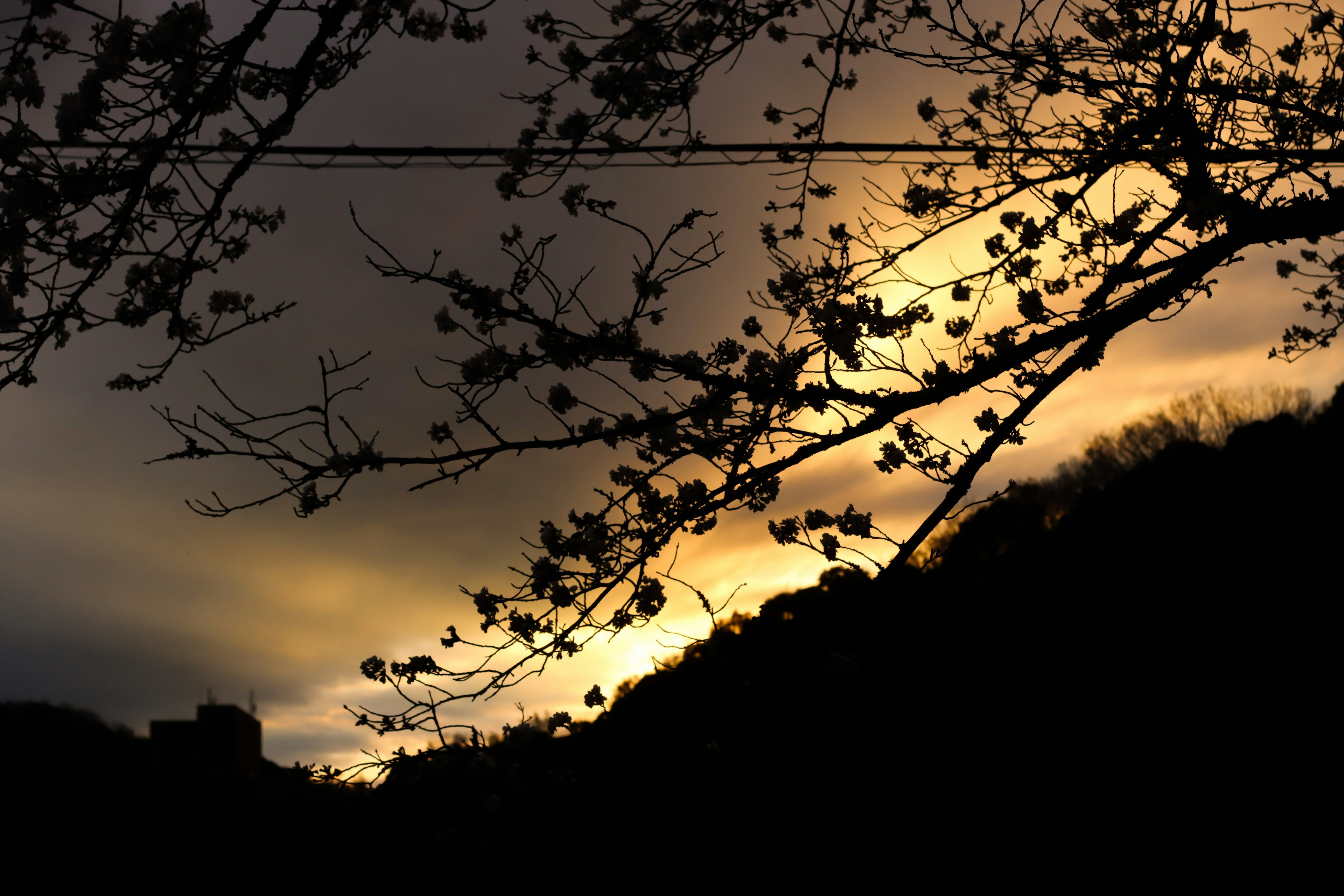 夕焼けの中にシルエットの木の枝が映る風景