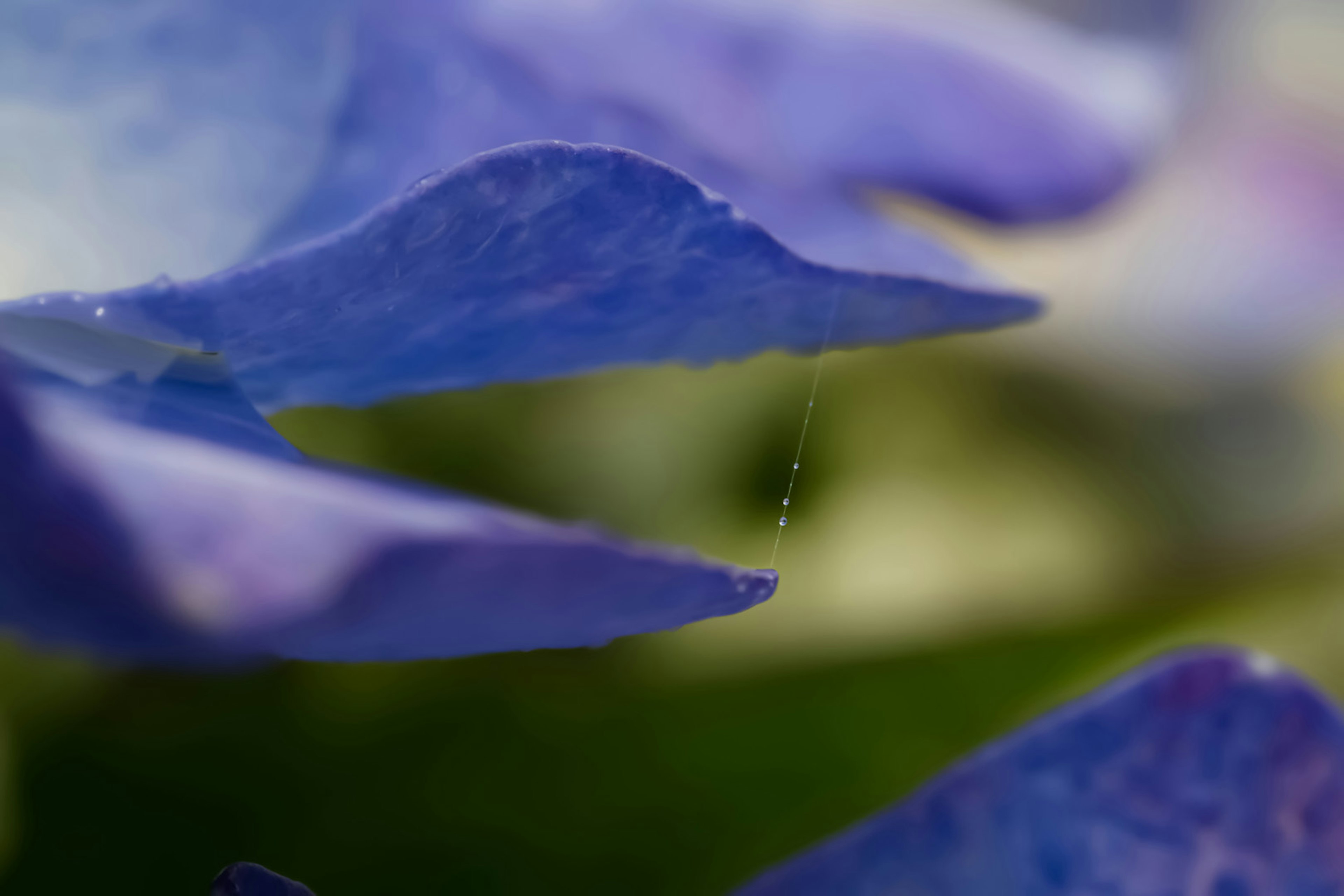 青紫色の花びらの詳細なクローズアップ画像