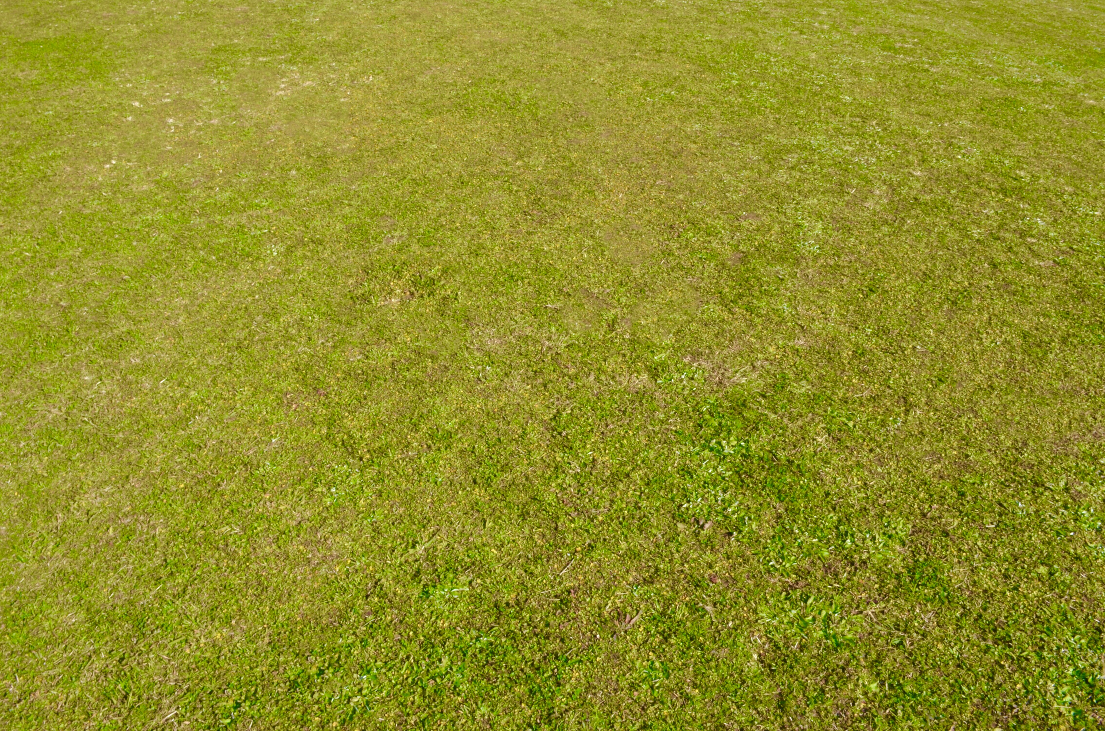 Expansive green grass field with a soft texture