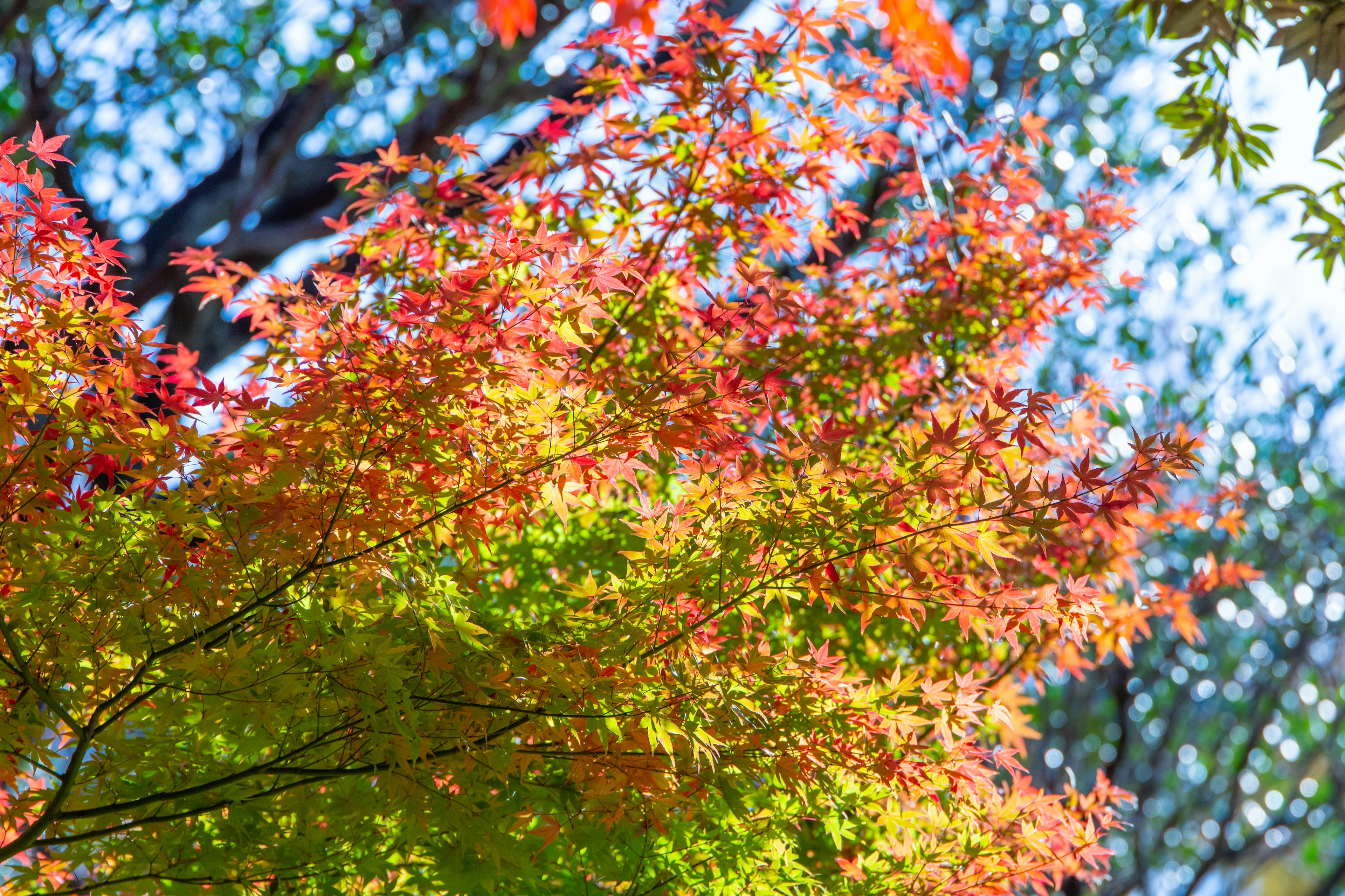 Vibrant red and green leaves illuminated by sunlight in an autumn setting