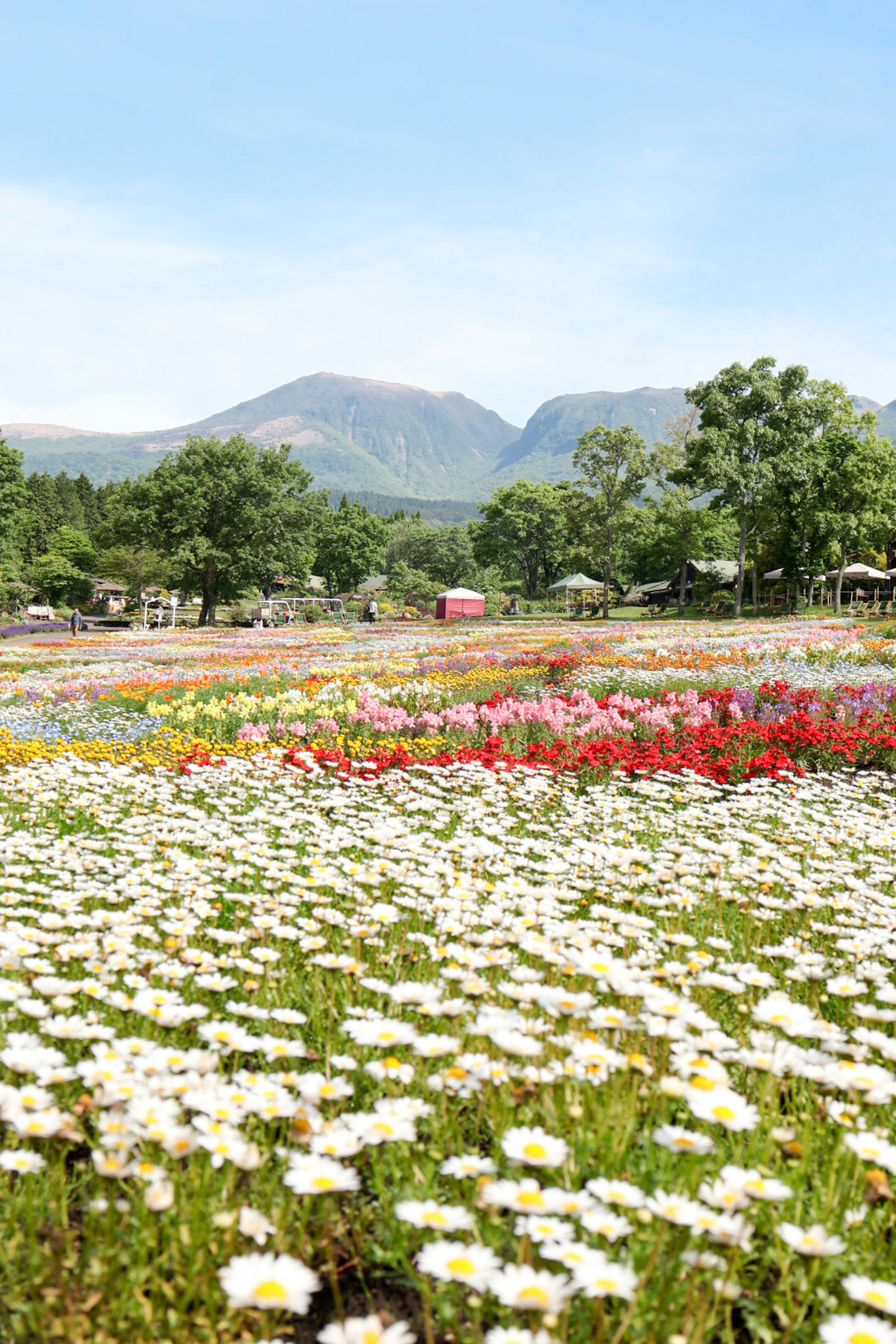 色とりどりの花が咲き誇る風景と遠くの山々