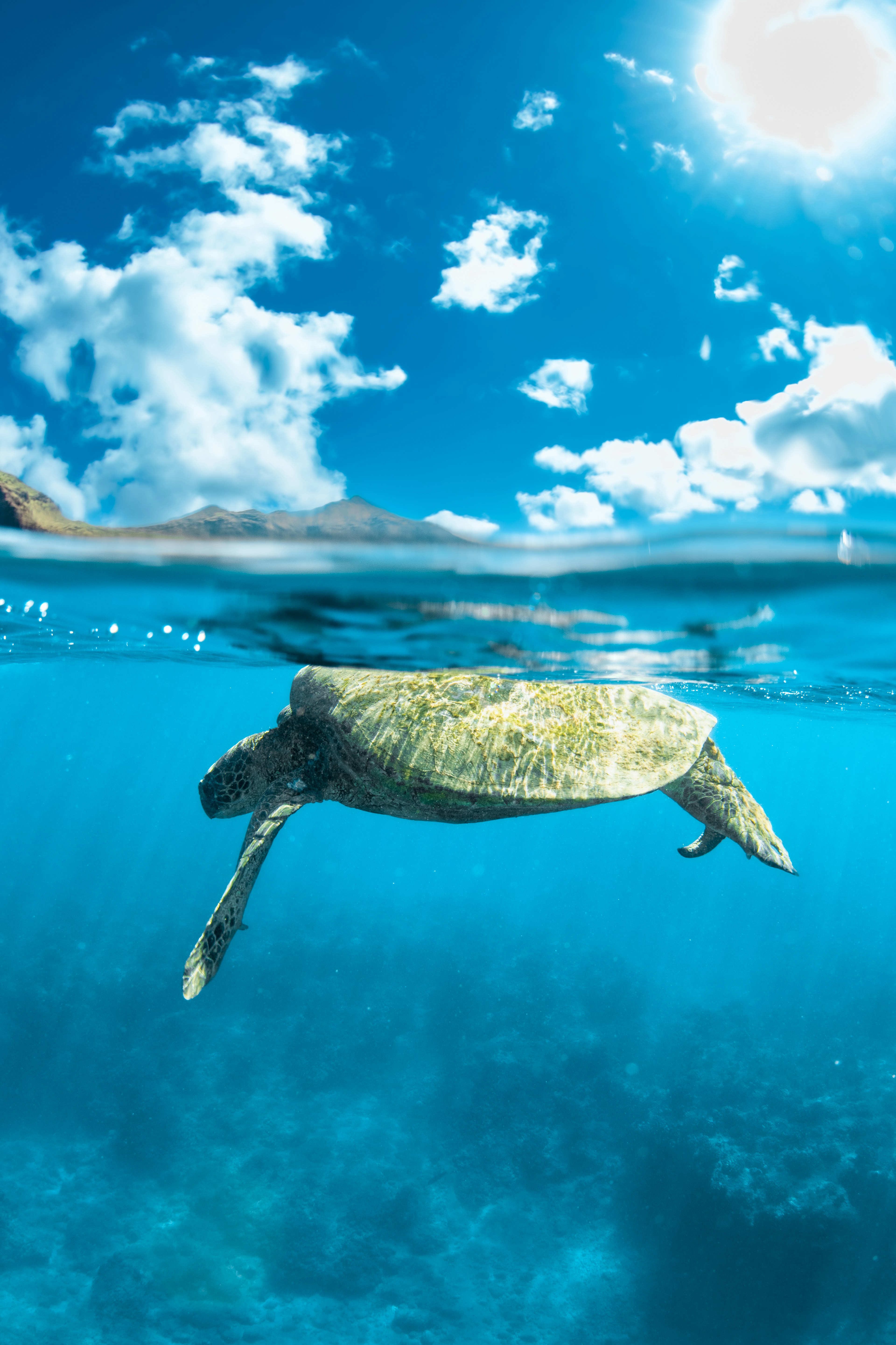 海中を泳ぐウミガメと青空の背景