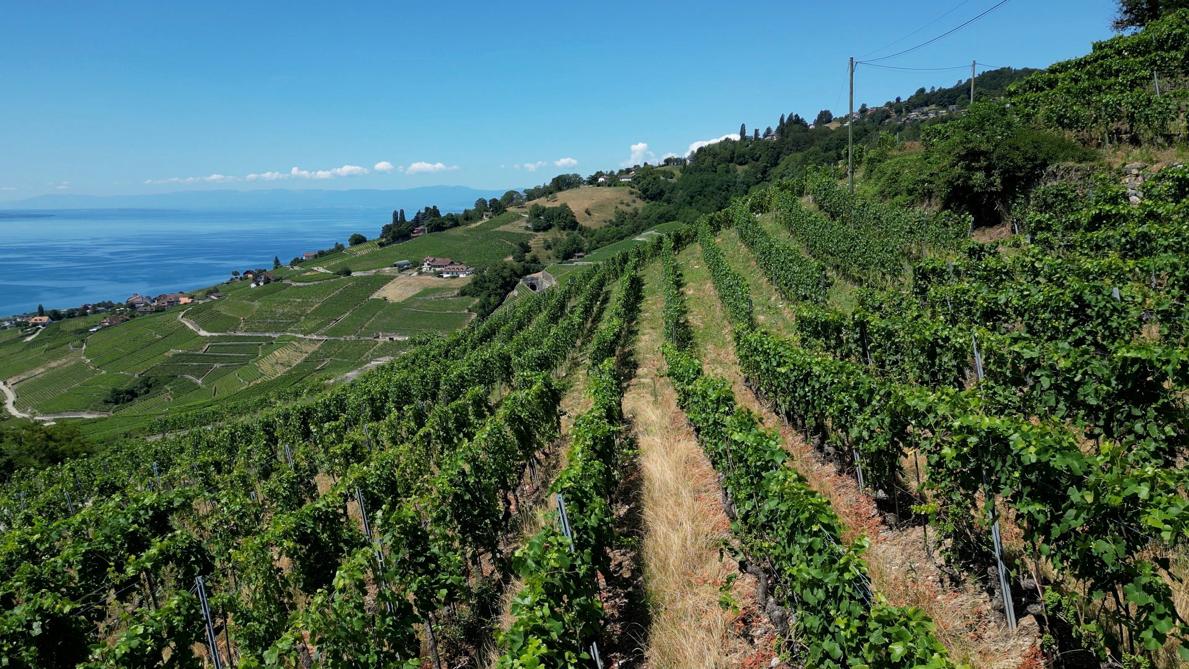 Beautiful vineyard landscape on a hillside with blue sea